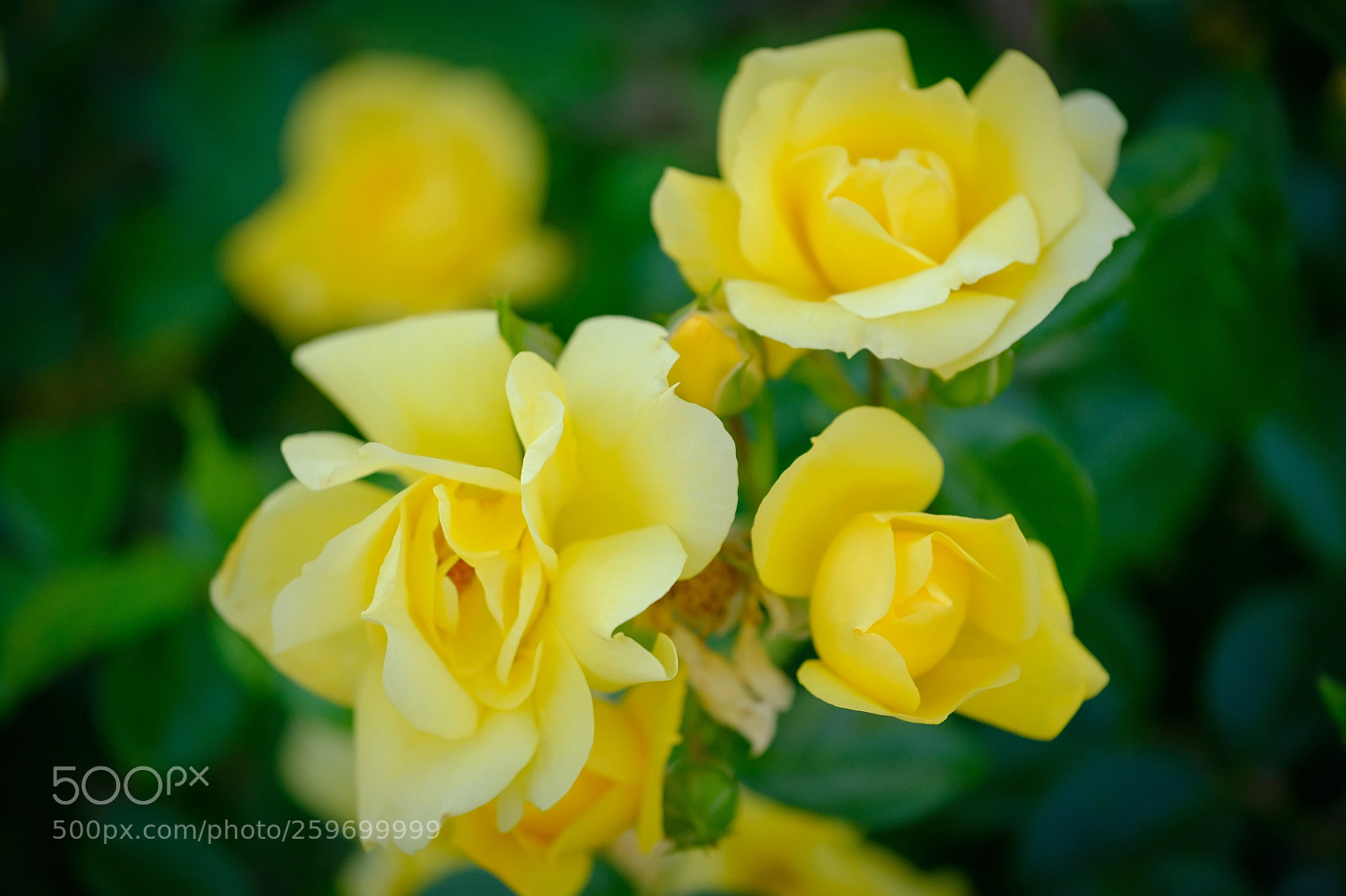 Fujifilm X-T2 sample photo. Capriano photography