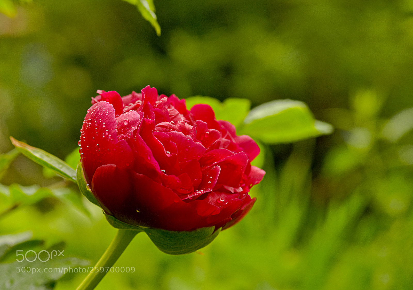 Nikon D300 sample photo. Bright red peony photography