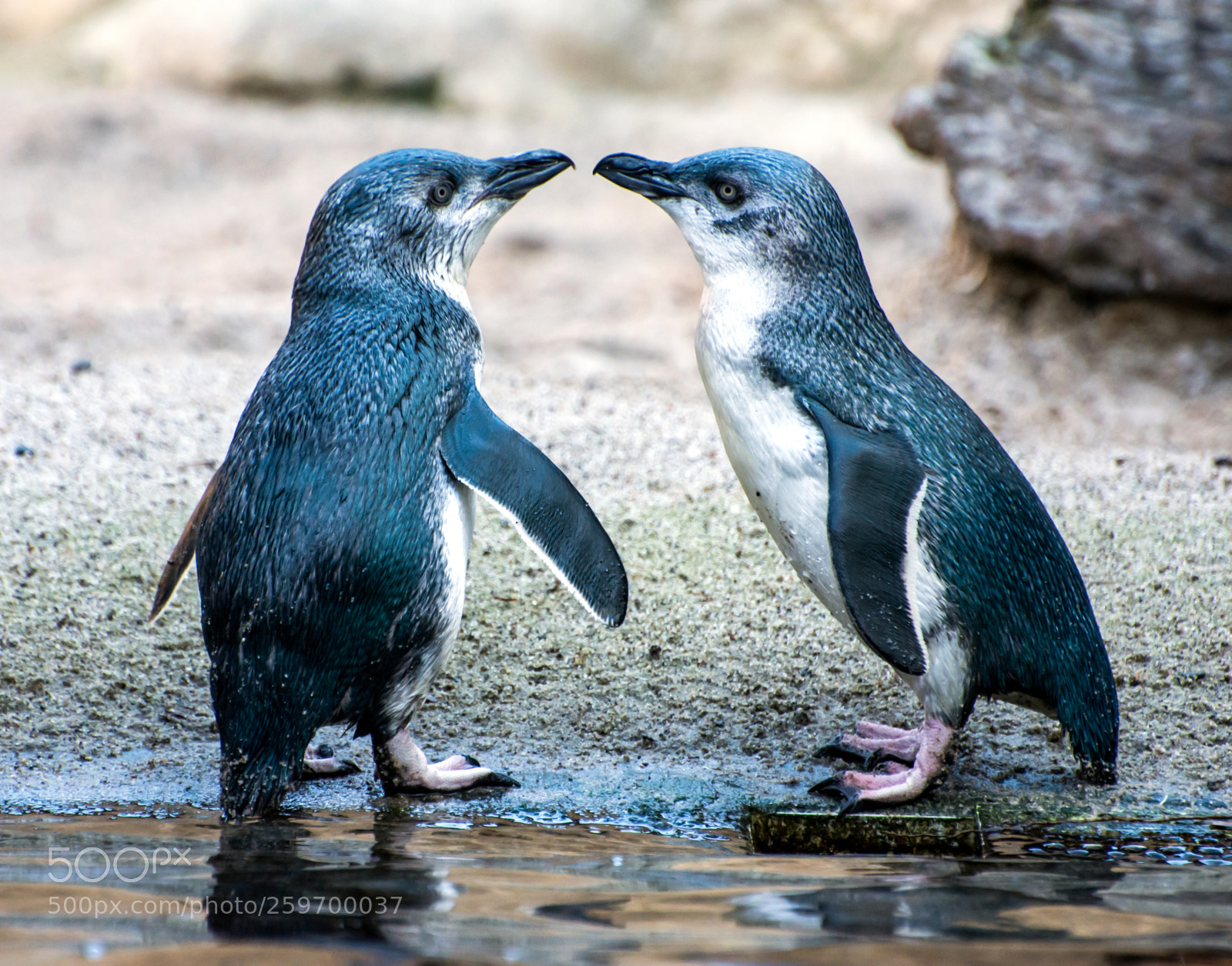 Nikon D7200 sample photo. Little blue penguins photography