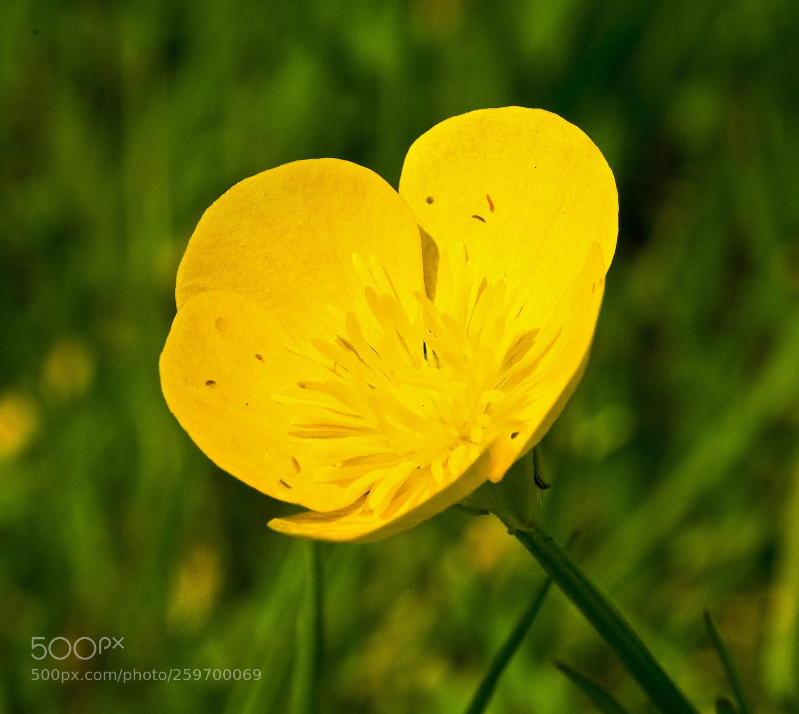 Nikon D300 sample photo. Buttercup photography