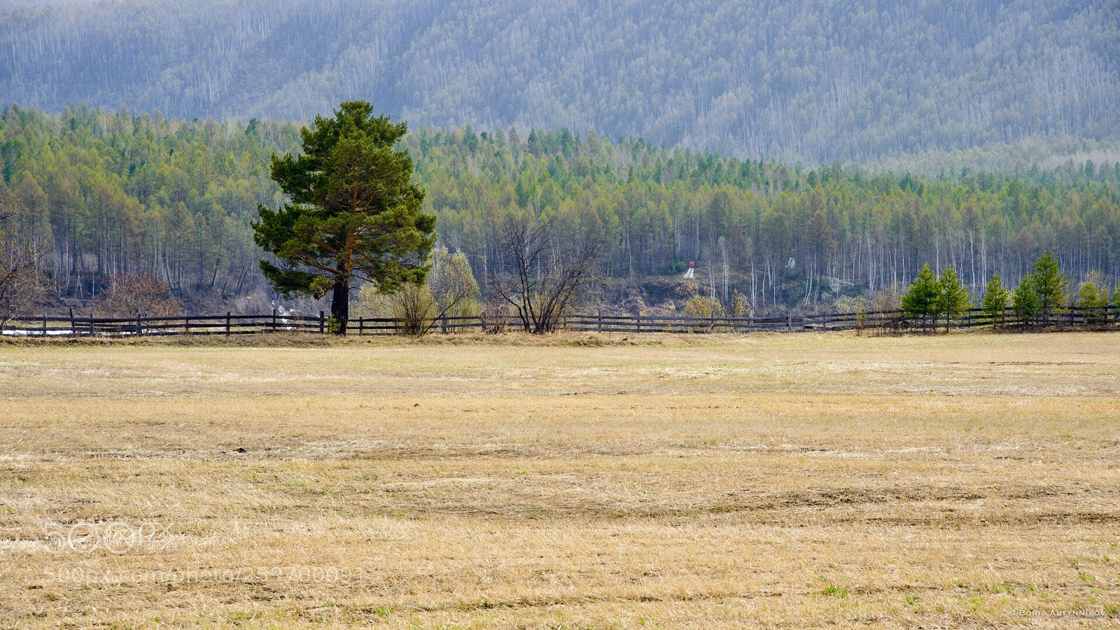 Nikon D610 sample photo. Tree photography