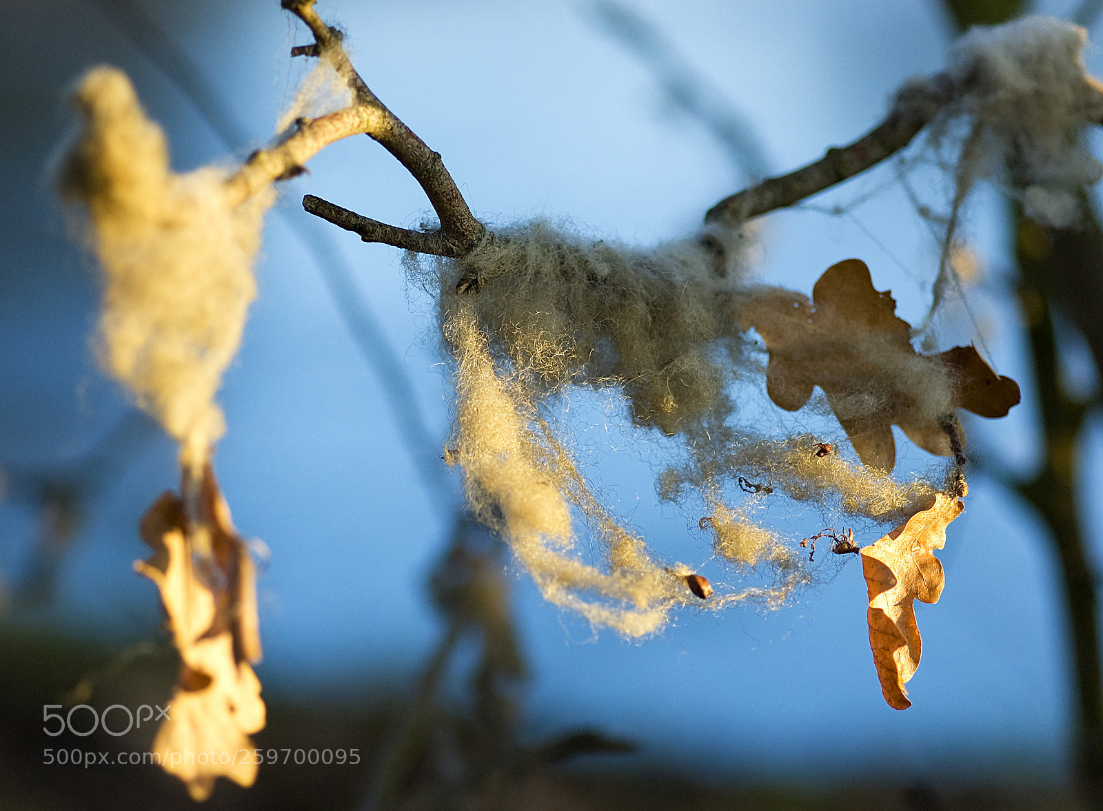 Nikon D50 sample photo. Caught wool photography