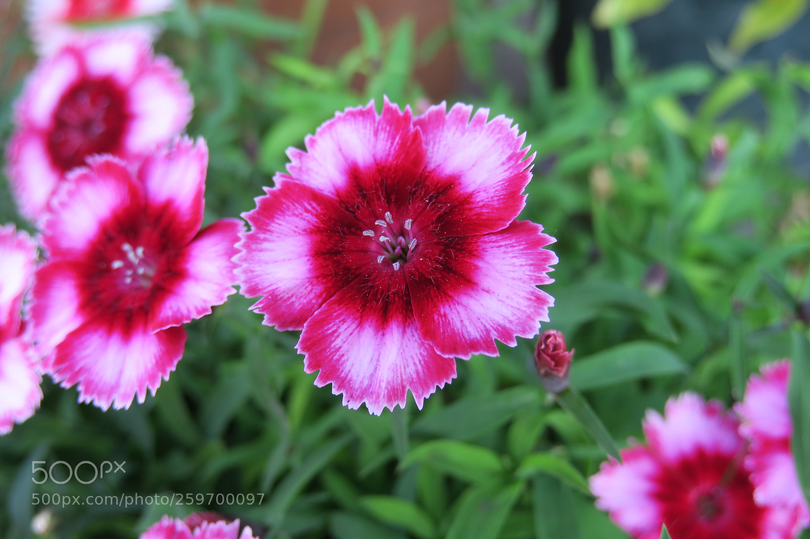 Canon PowerShot G3 X sample photo. Img 5416 velvet carnation flower photography