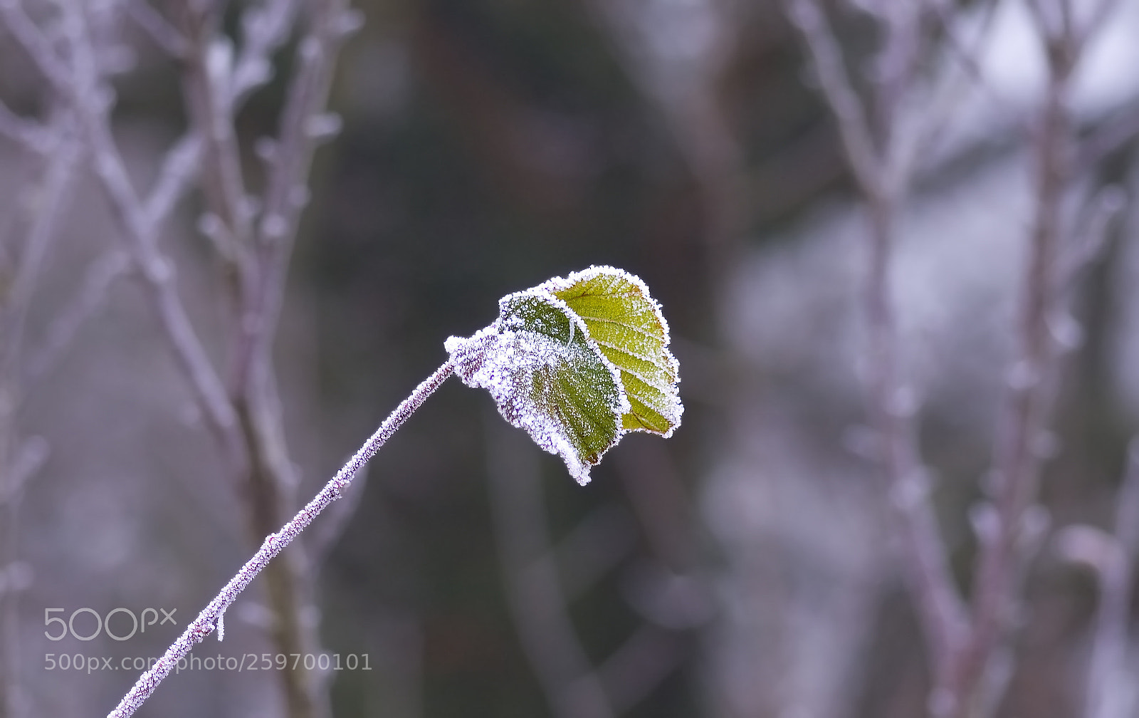 Nikon D50 sample photo. Cold leaf photography