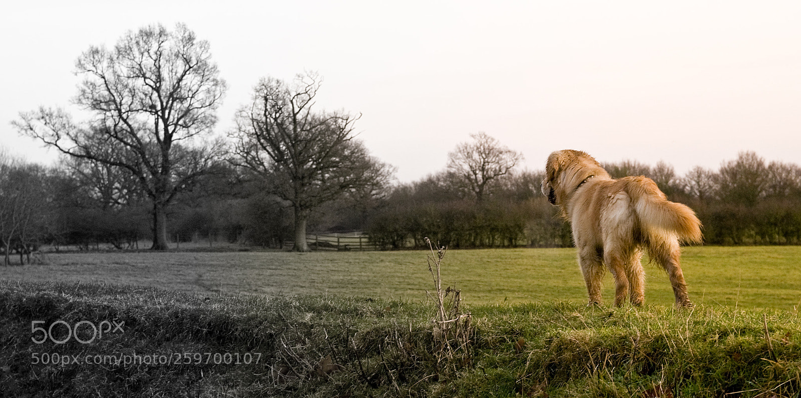 Nikon D300 sample photo. Colour to b&w photography