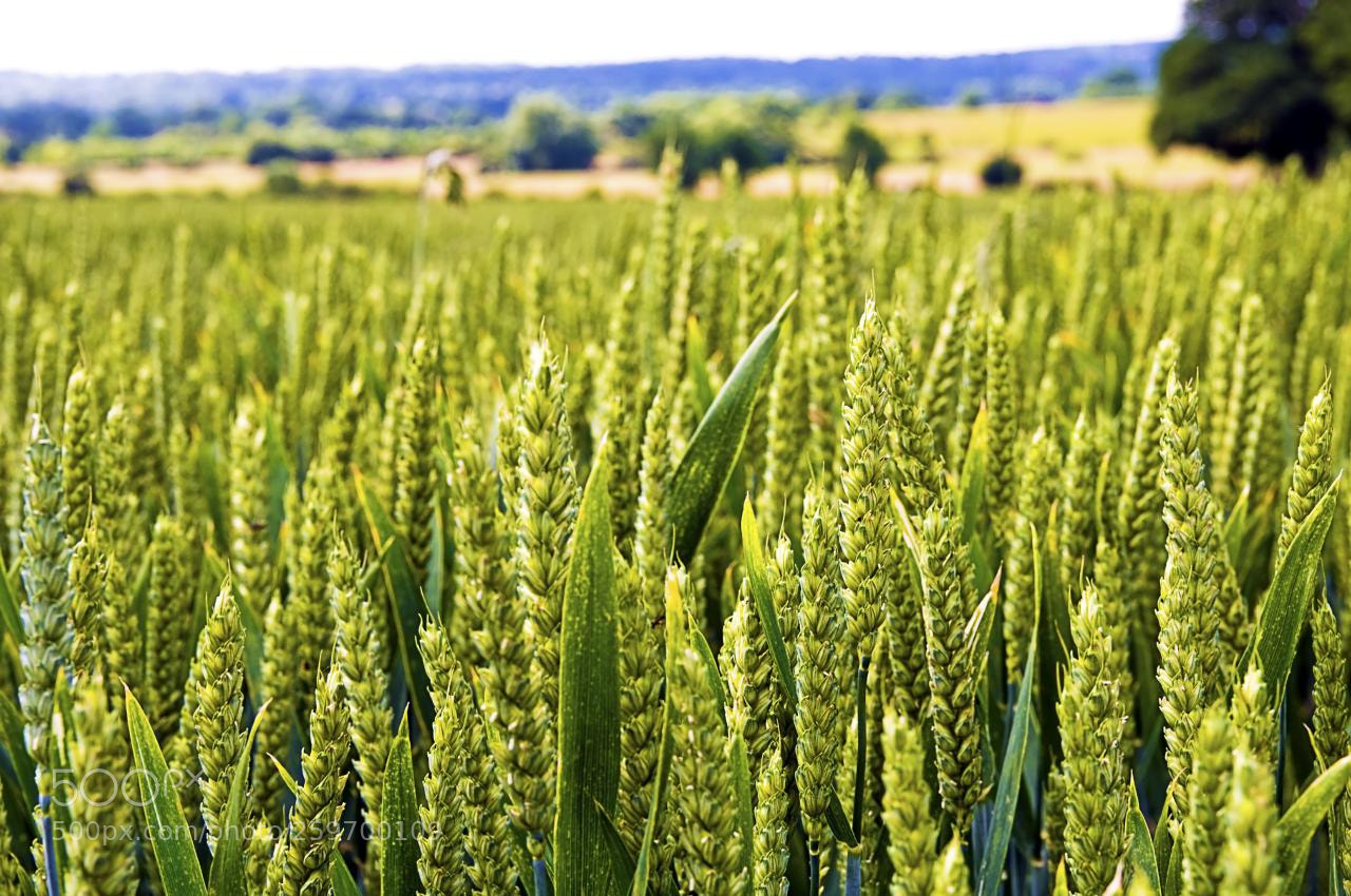 Nikon D300 sample photo. Cornfield photography