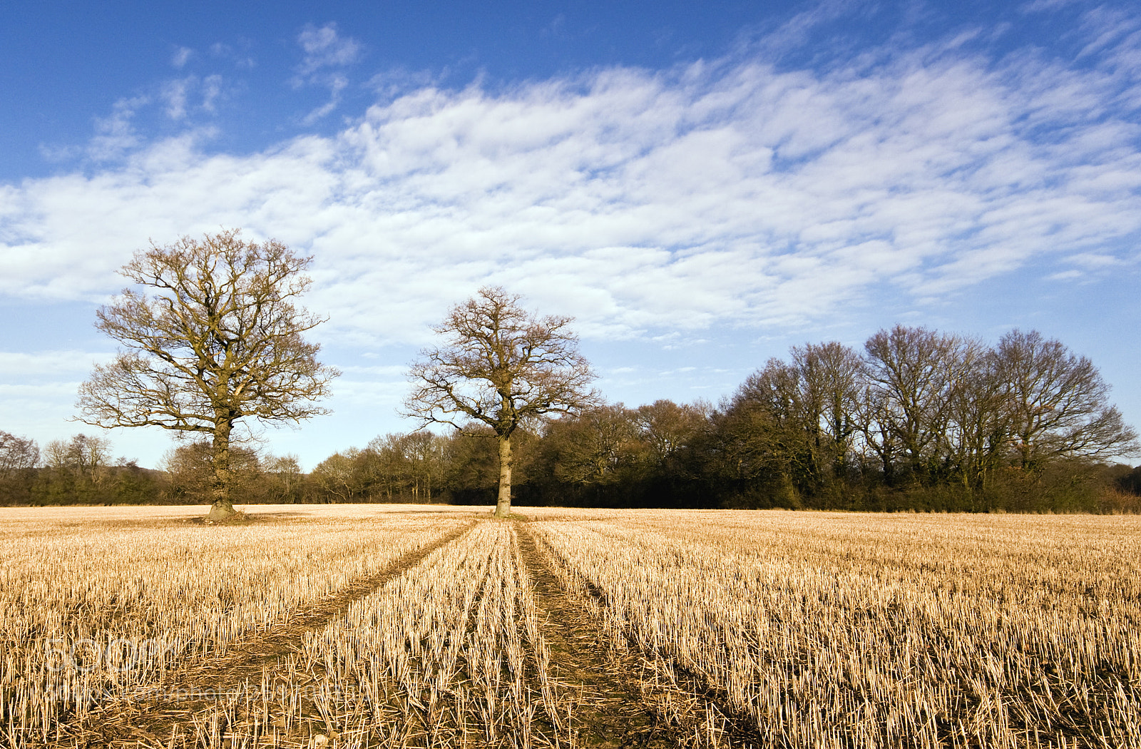 Nikon D300 sample photo. Creamy field photography