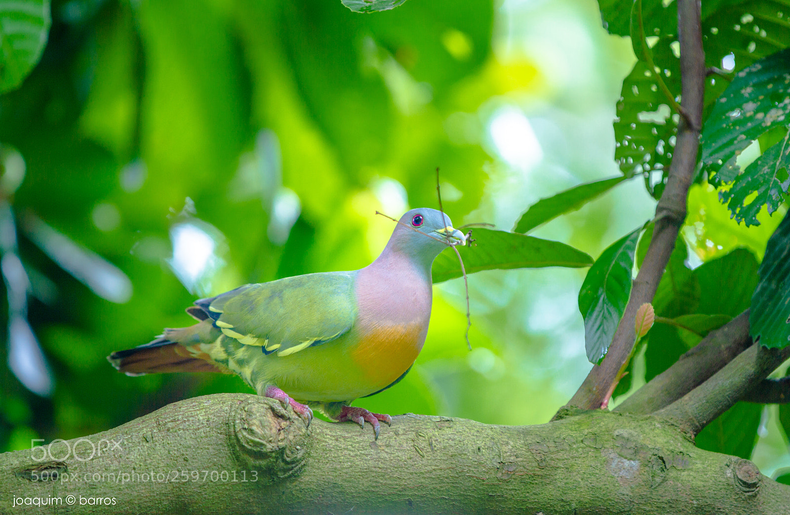 Canon EOS 7D sample photo. Male pink-necked green pigeon photography