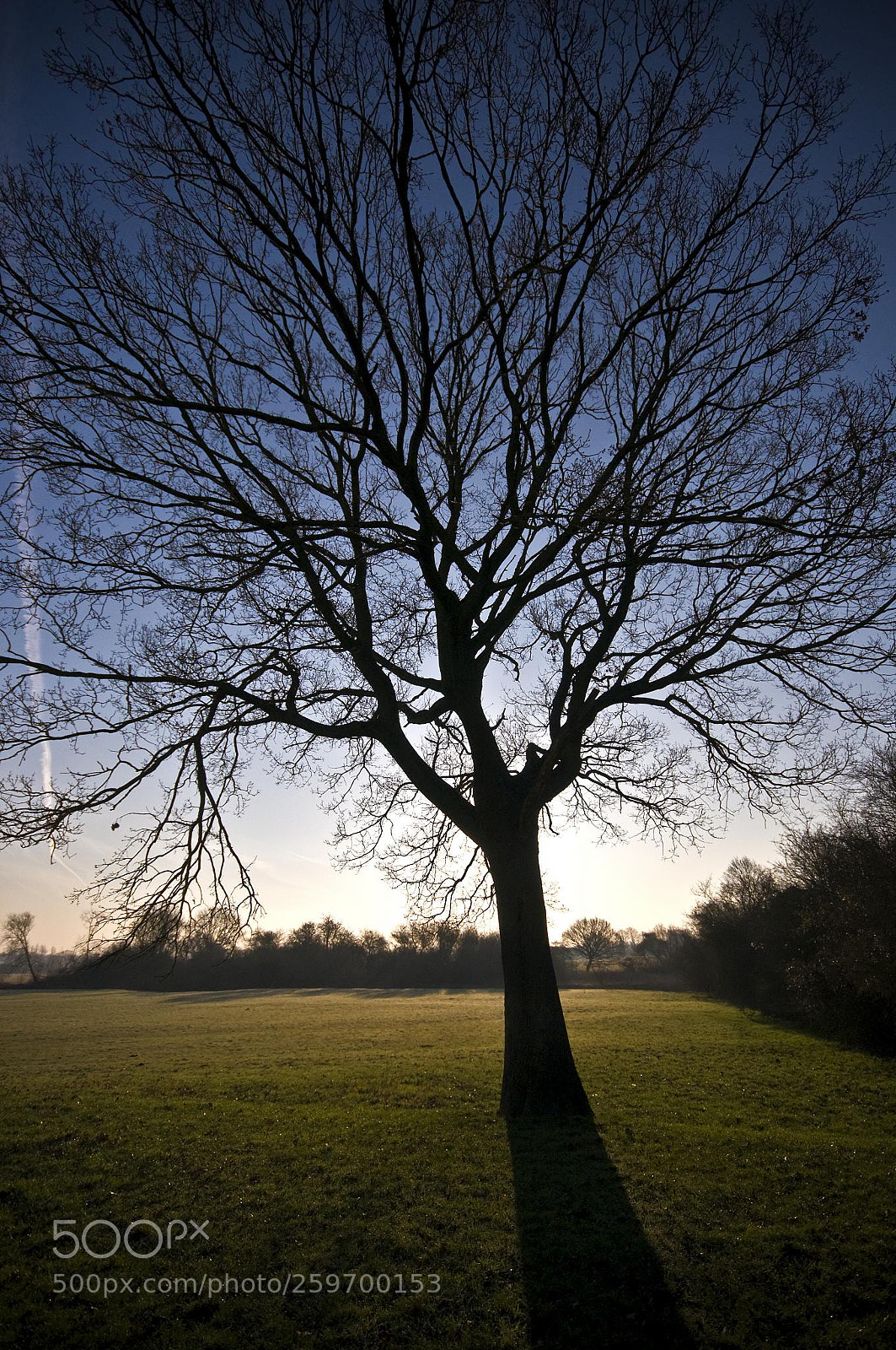 Nikon D300 sample photo. Dark branches photography