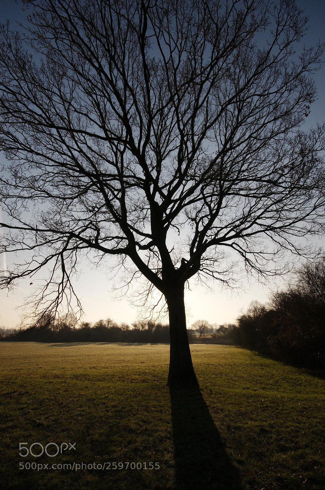 Nikon D300 sample photo. Dark branches photography