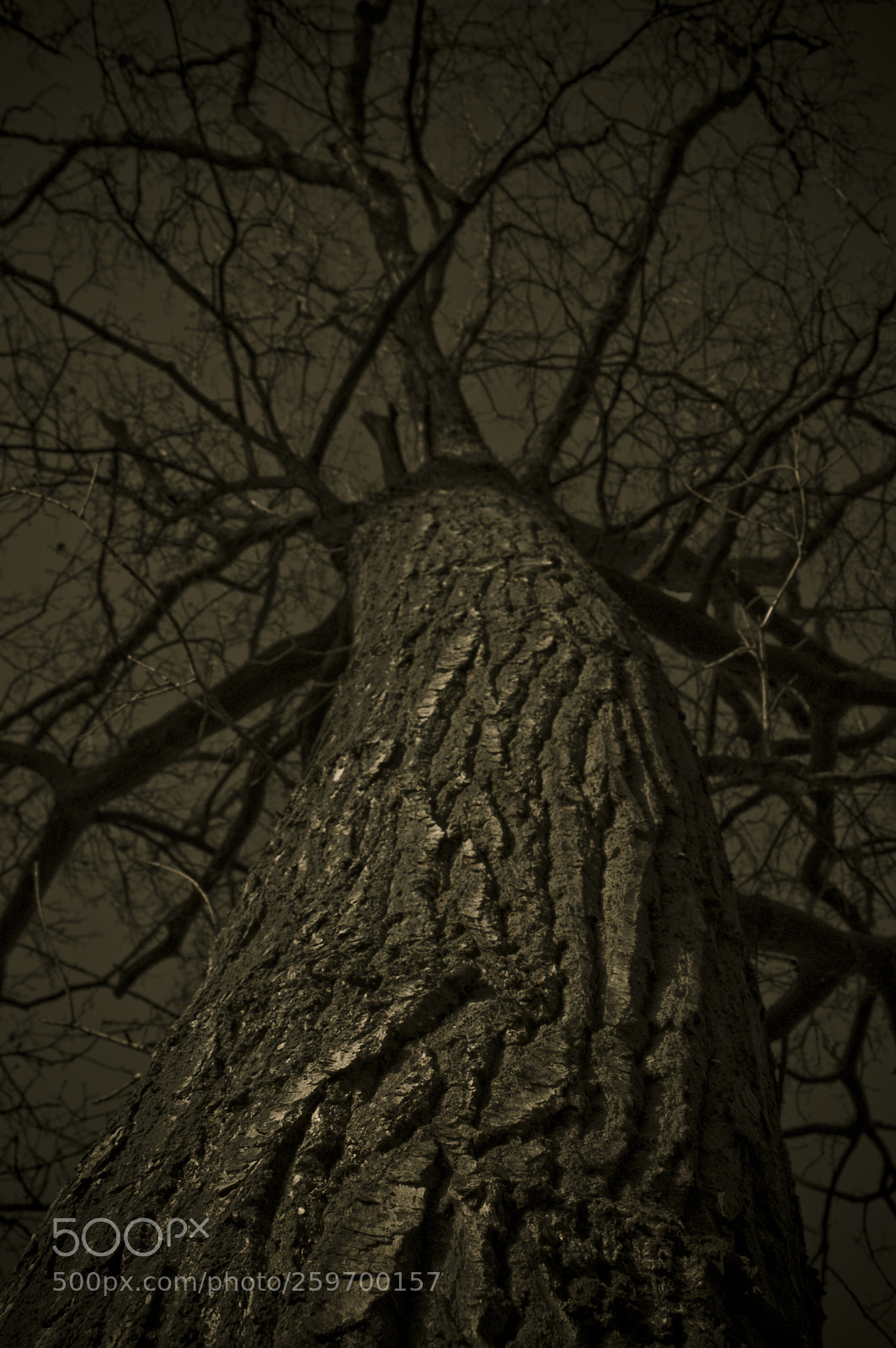 Nikon D50 sample photo. Dark wood photography