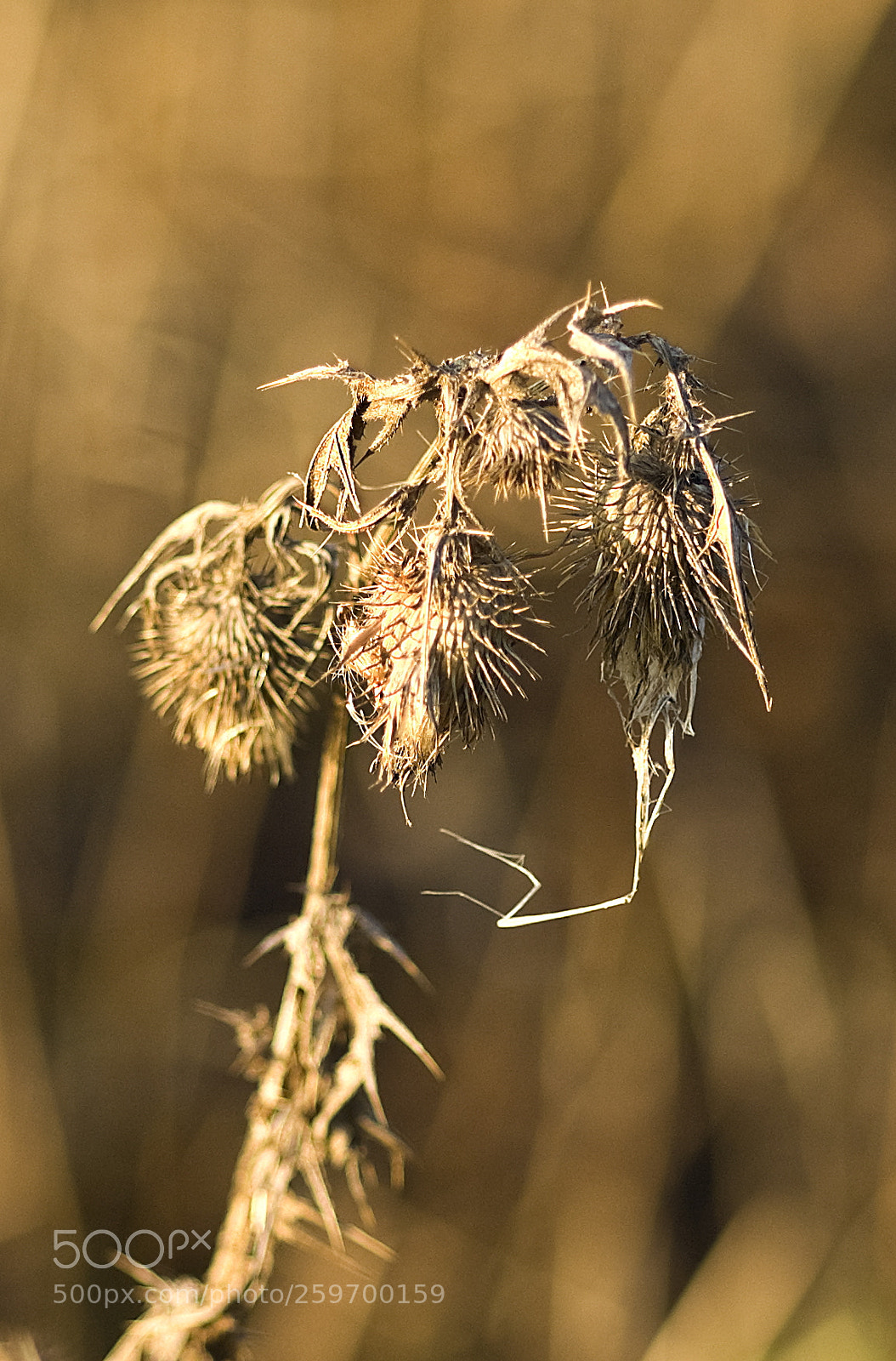 Nikon D50 sample photo. Dead plant photography