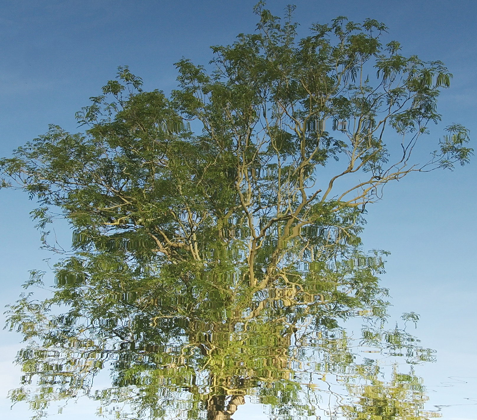 Nikon D50 + AF-S DX Zoom-Nikkor 18-55mm f/3.5-5.6G ED sample photo. Distorted tree photography