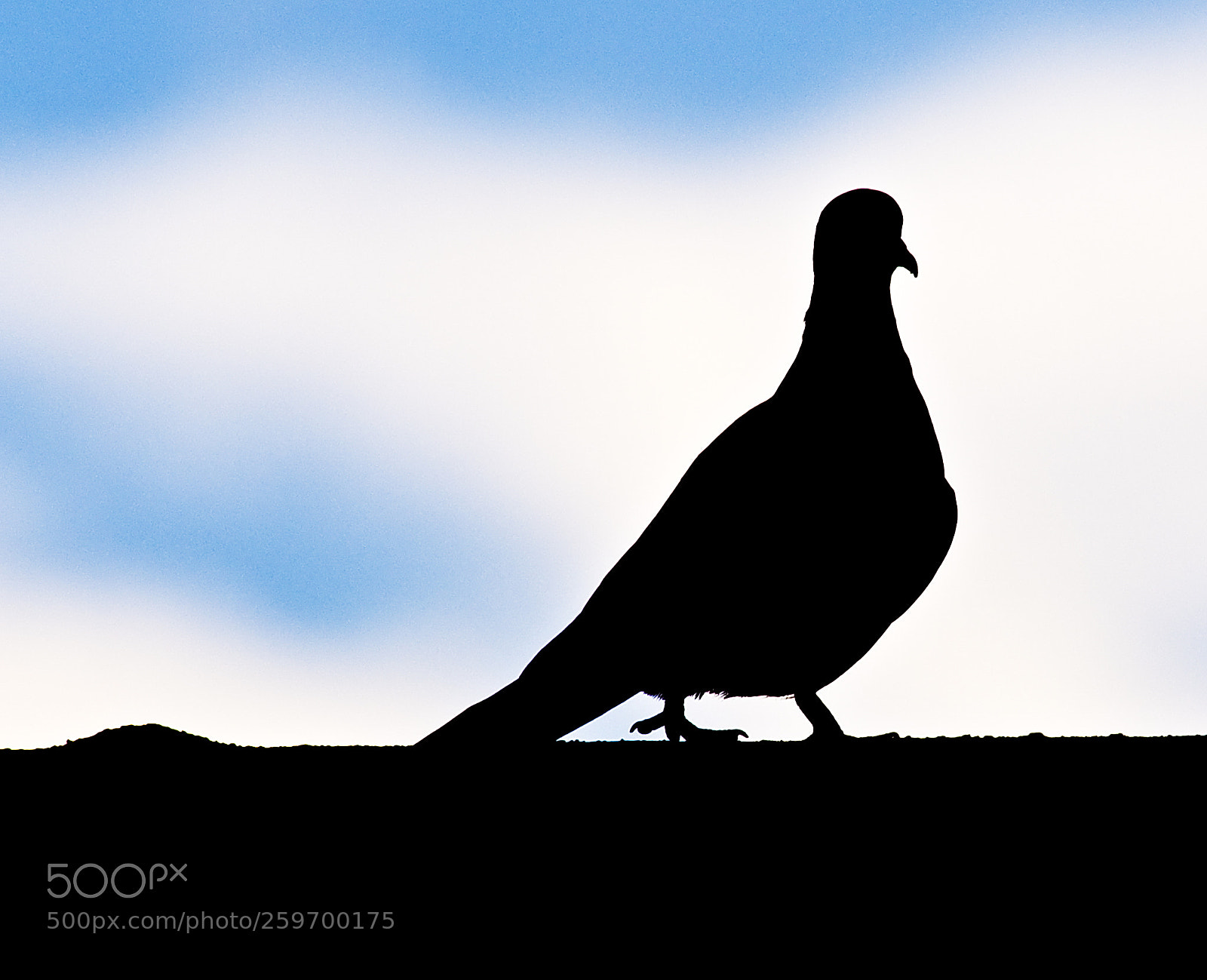 Nikon D300 sample photo. Dove in silhouette photography