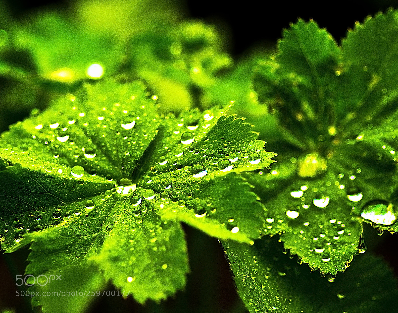 Nikon D300 sample photo. Drops on leaf photography