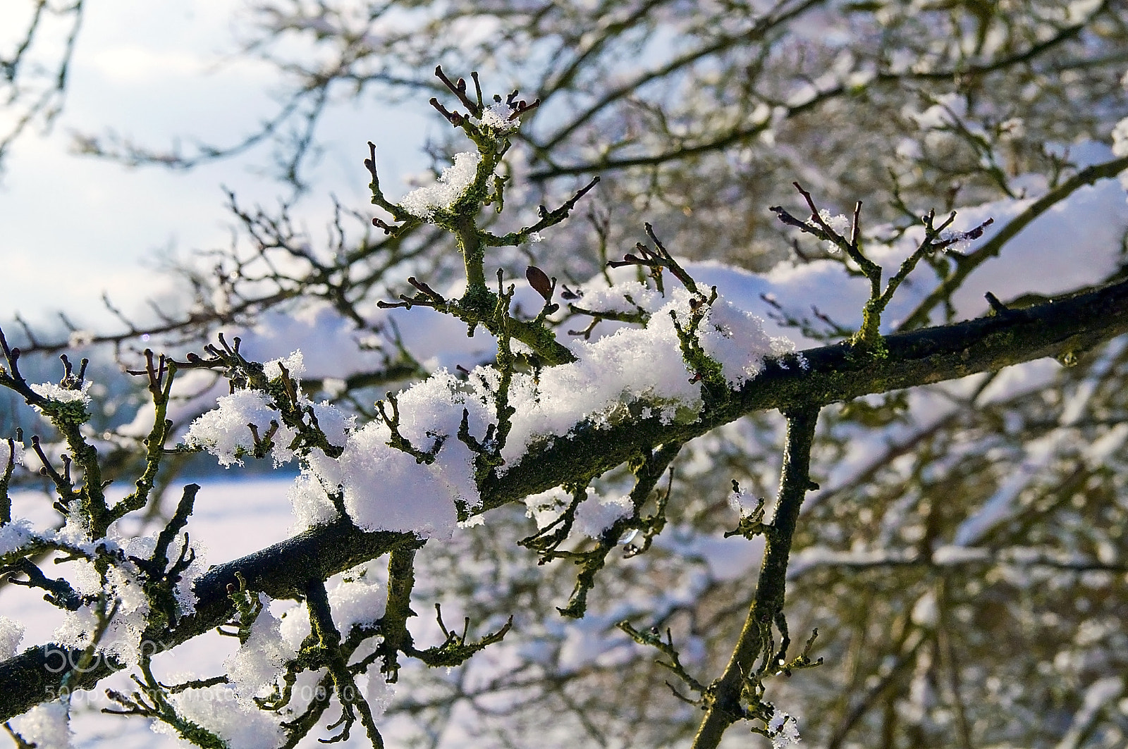 Nikon D300 sample photo. First snow photography