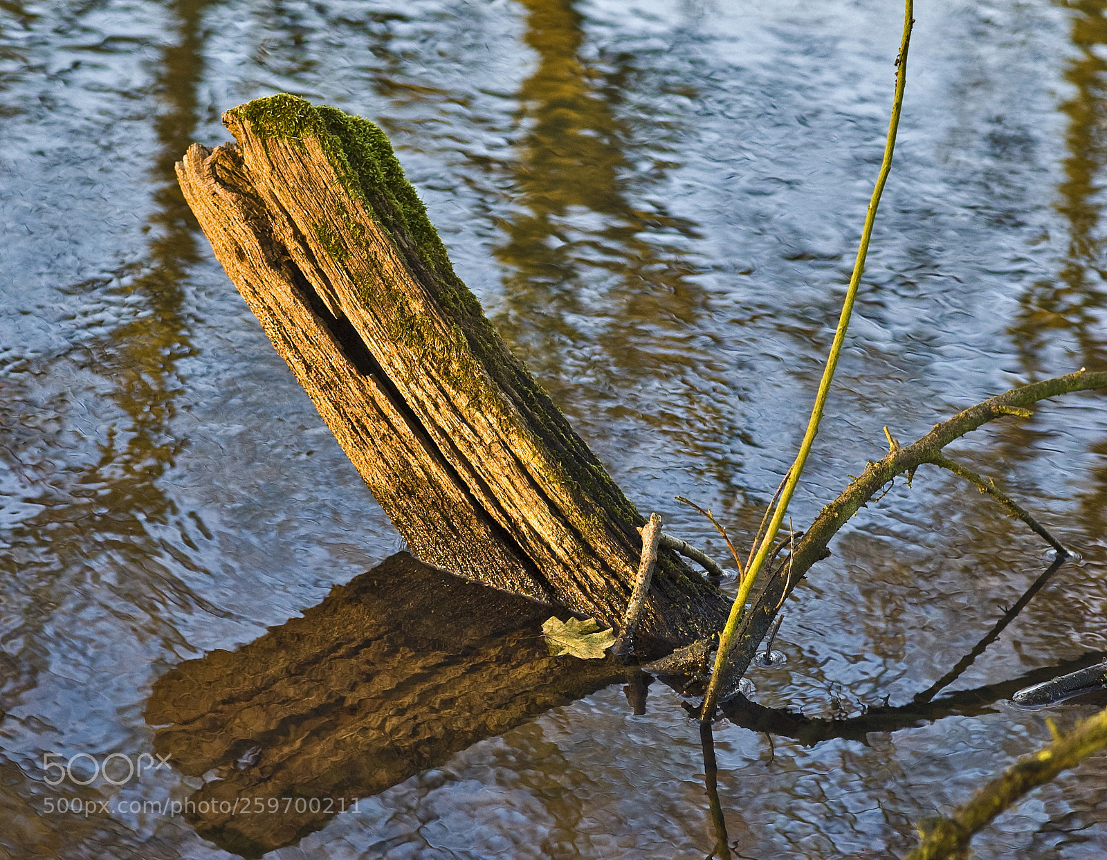 Nikon D50 sample photo. From out of the photography