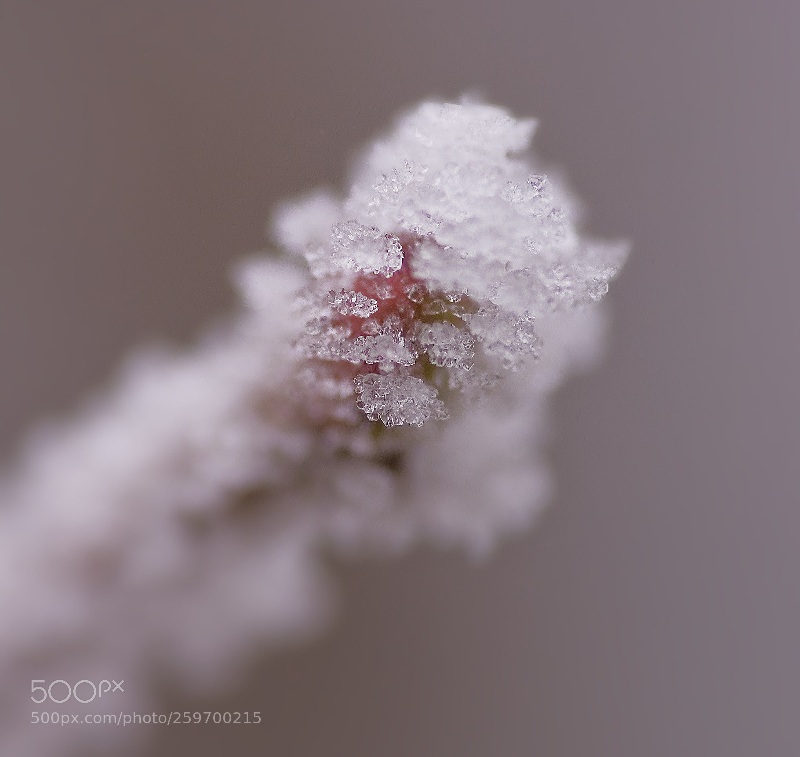 Nikon D50 sample photo. Frost covered photography