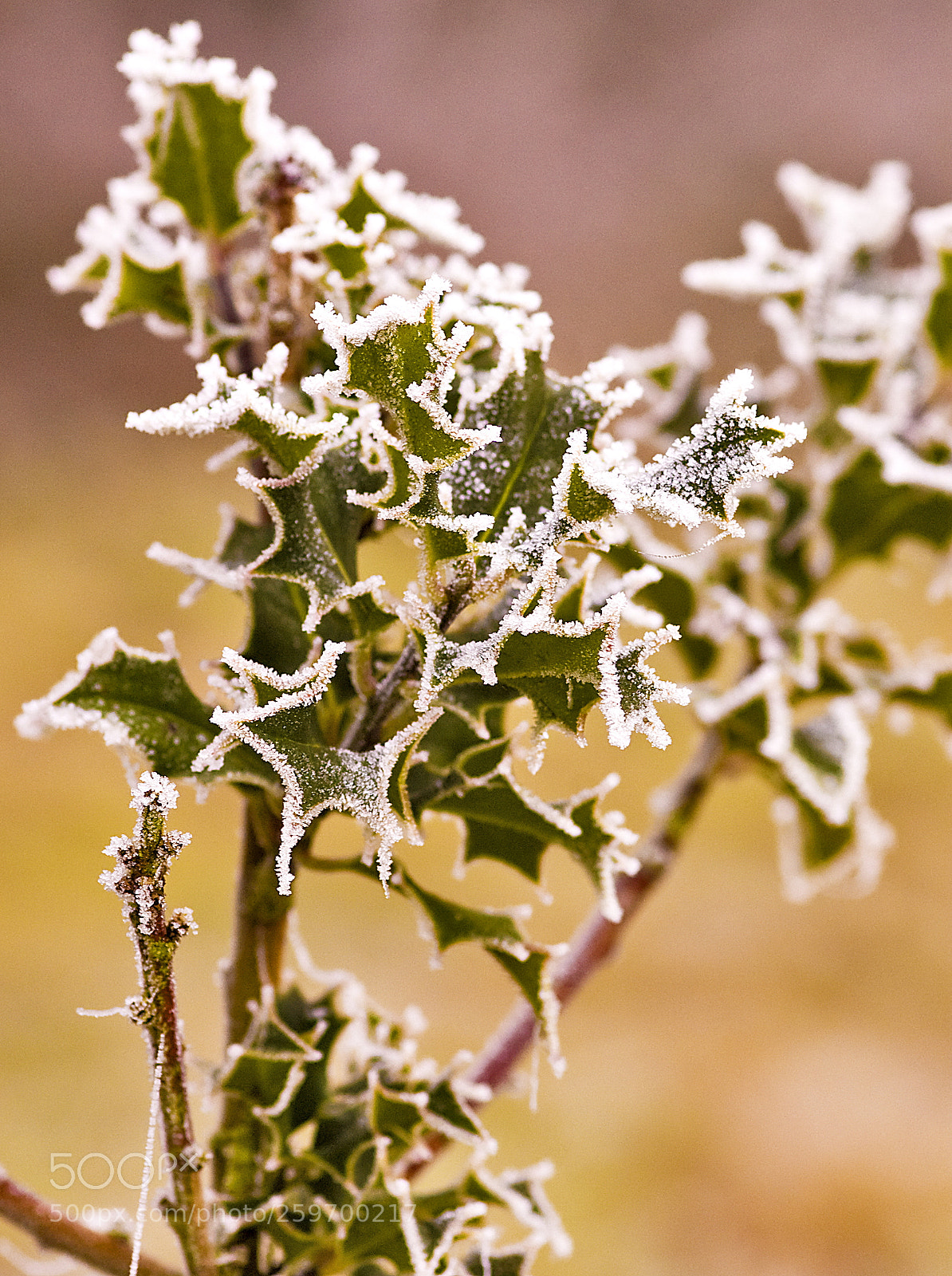 Nikon D50 sample photo. Frost photography