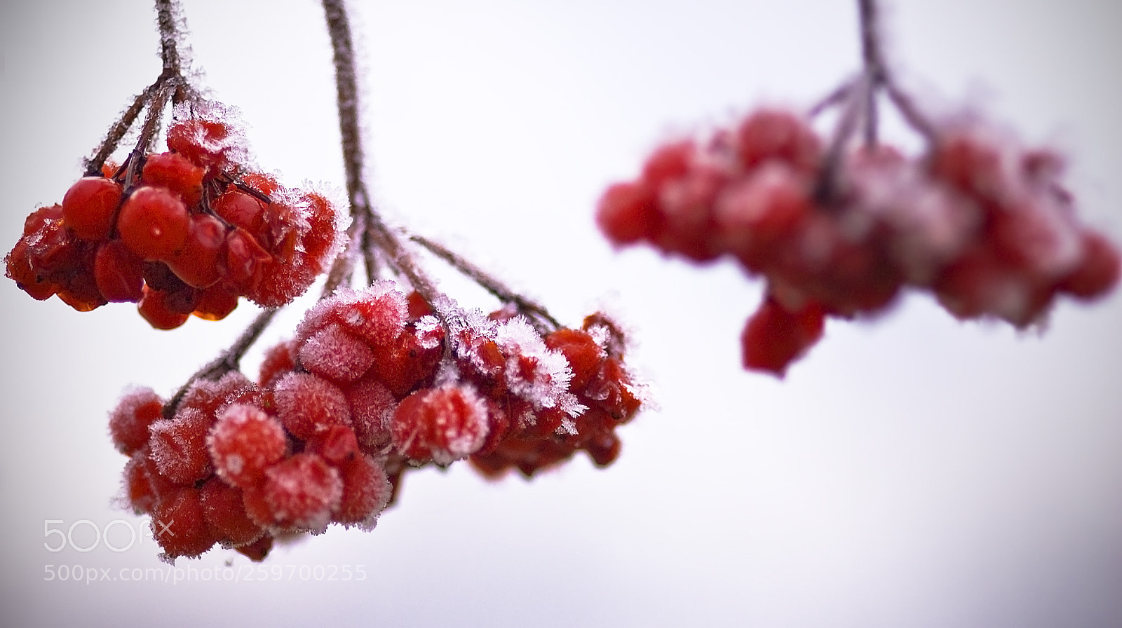 Nikon D50 sample photo. Frosty berries photography