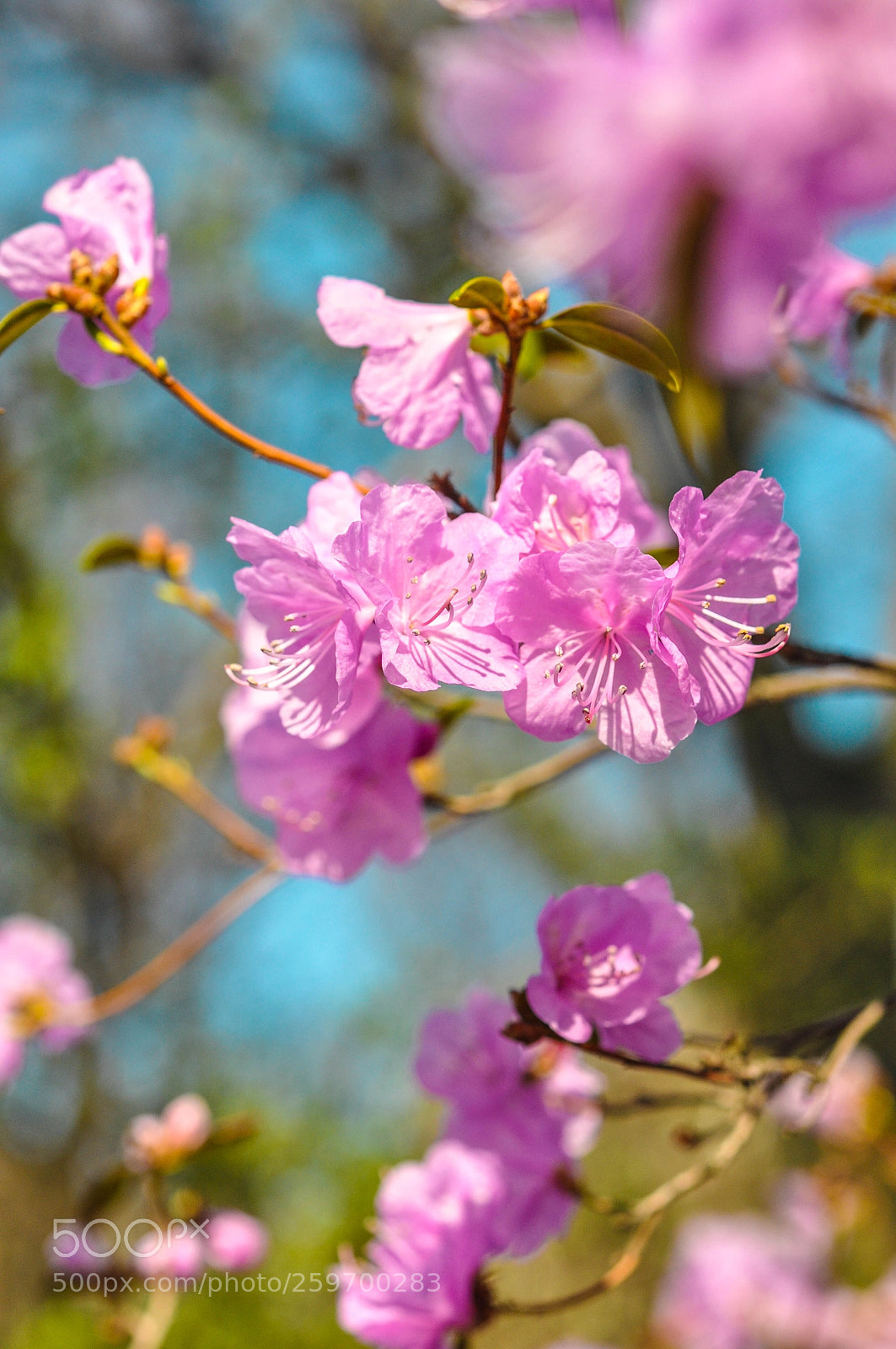Nikon D5000 sample photo. Color me spring photography