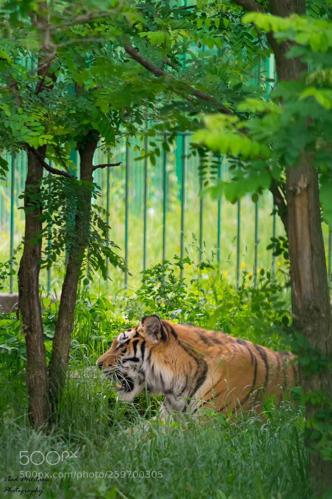 Nikon D5300 sample photo. Tiger (panthera tigris) photography