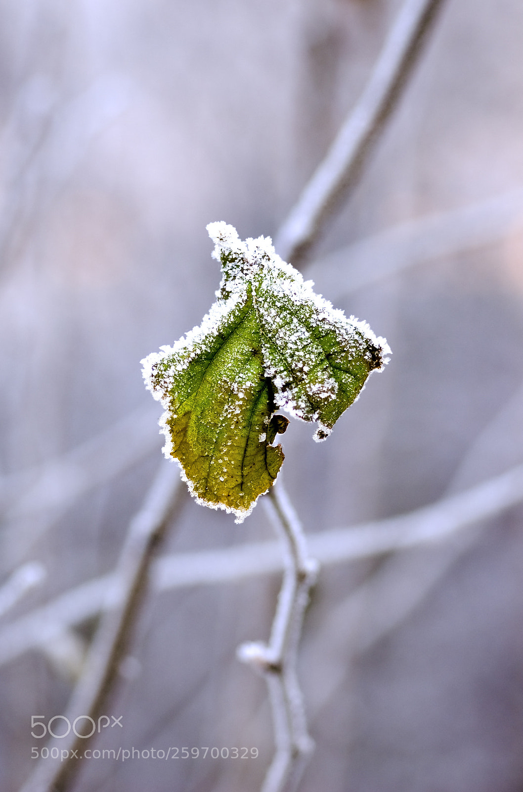 Nikon D50 sample photo. Frosty leaf photography