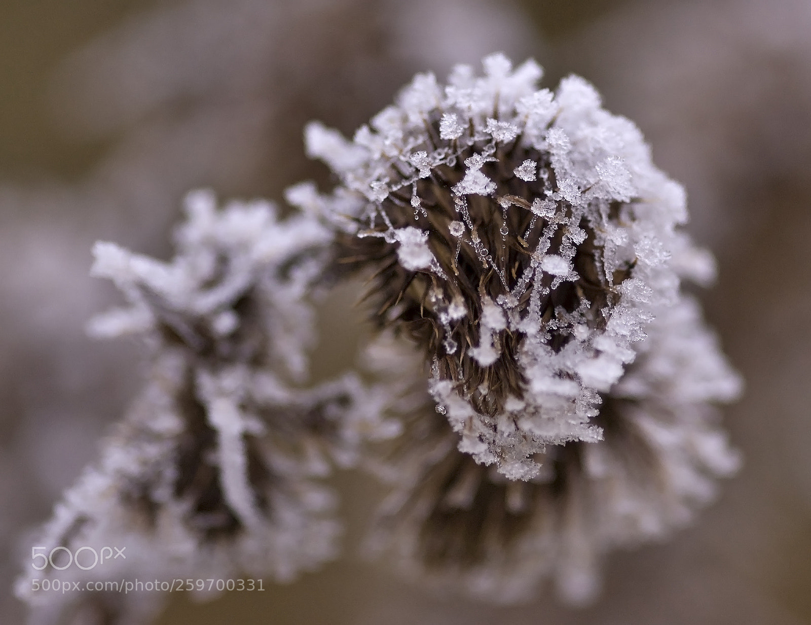 Nikon D50 sample photo. Frosty plant photography