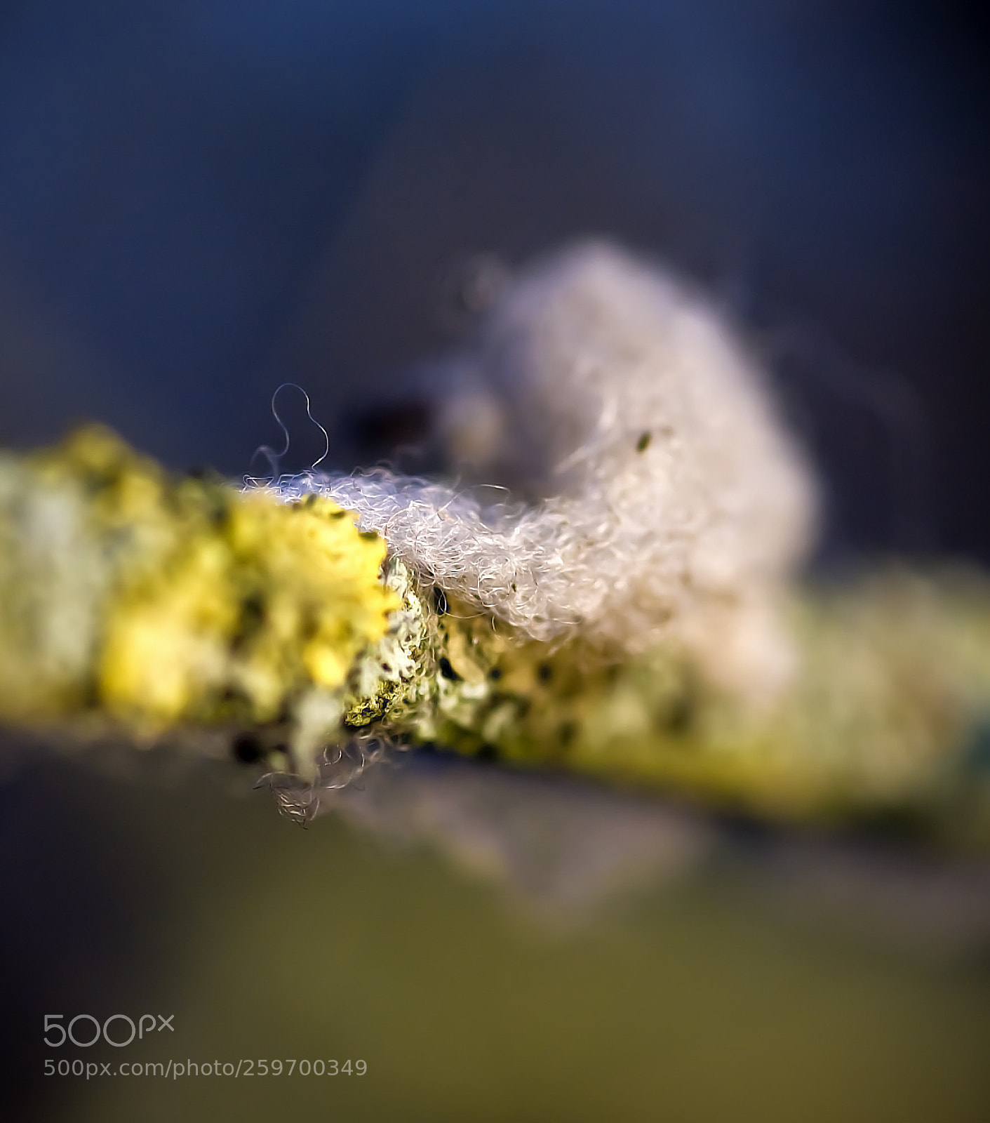 Nikon D50 sample photo. Furry twig photography