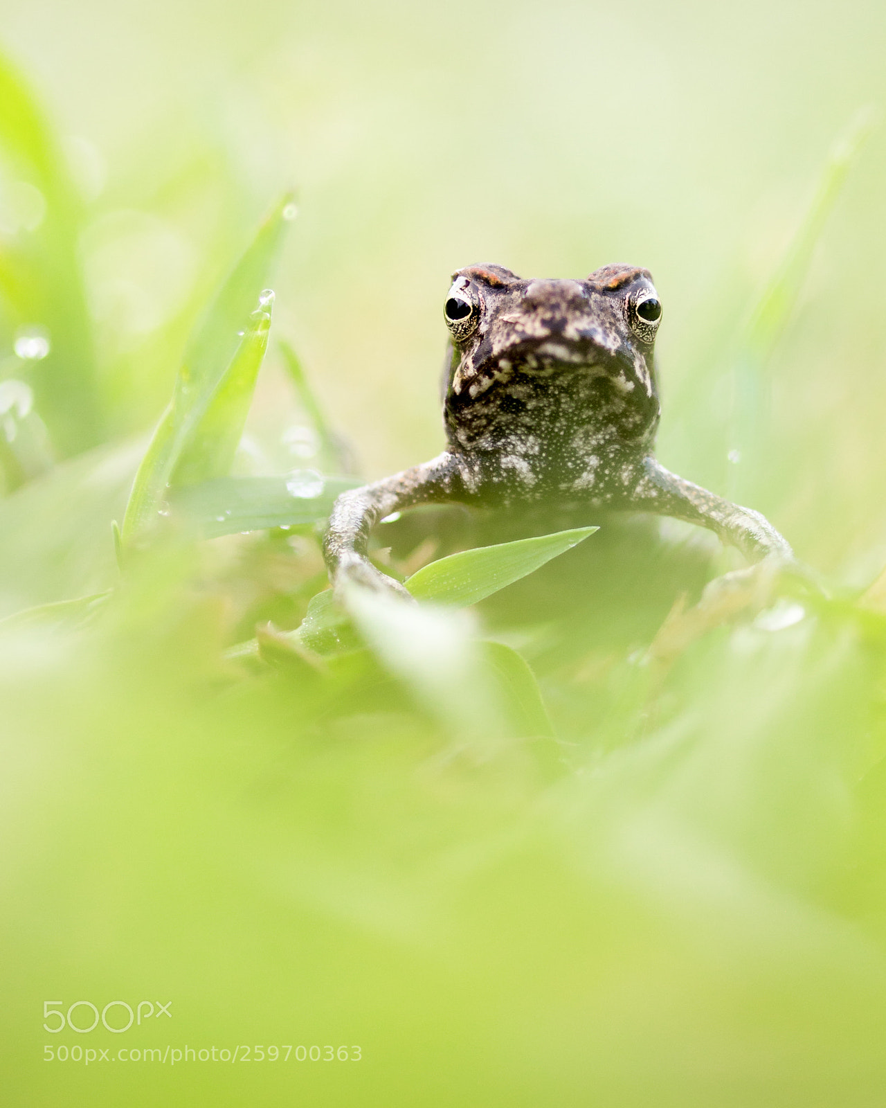 Canon EOS 5D Mark IV sample photo. Toad in the grass photography