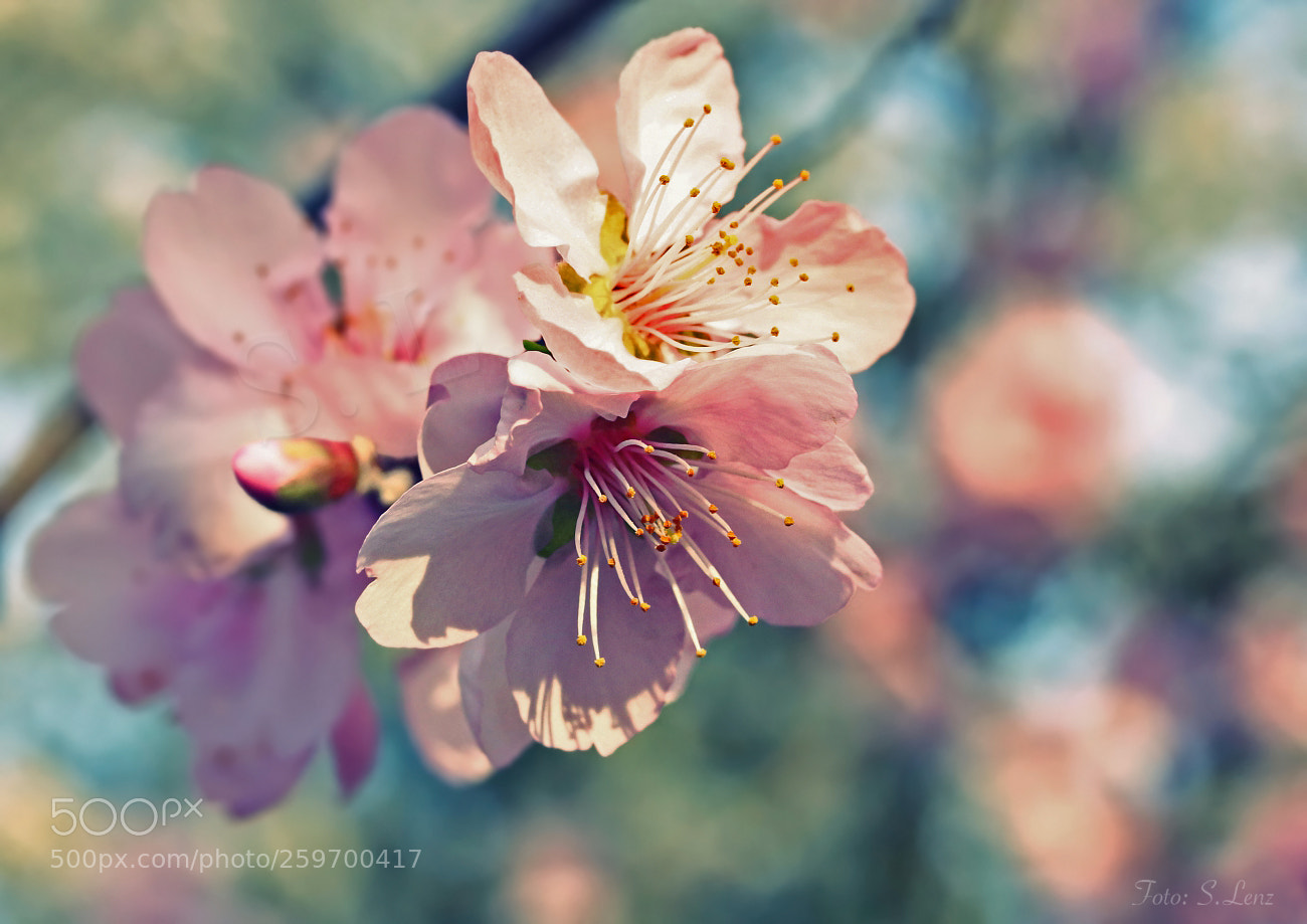 Canon EOS 650D (EOS Rebel T4i / EOS Kiss X6i) sample photo. Marvelous blossoms photography