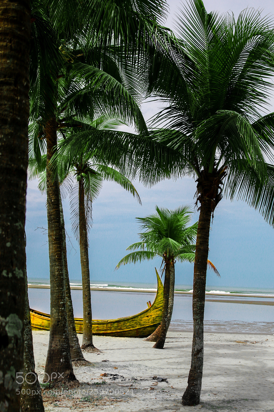 Canon EOS 70D sample photo. Coconut.trees photography