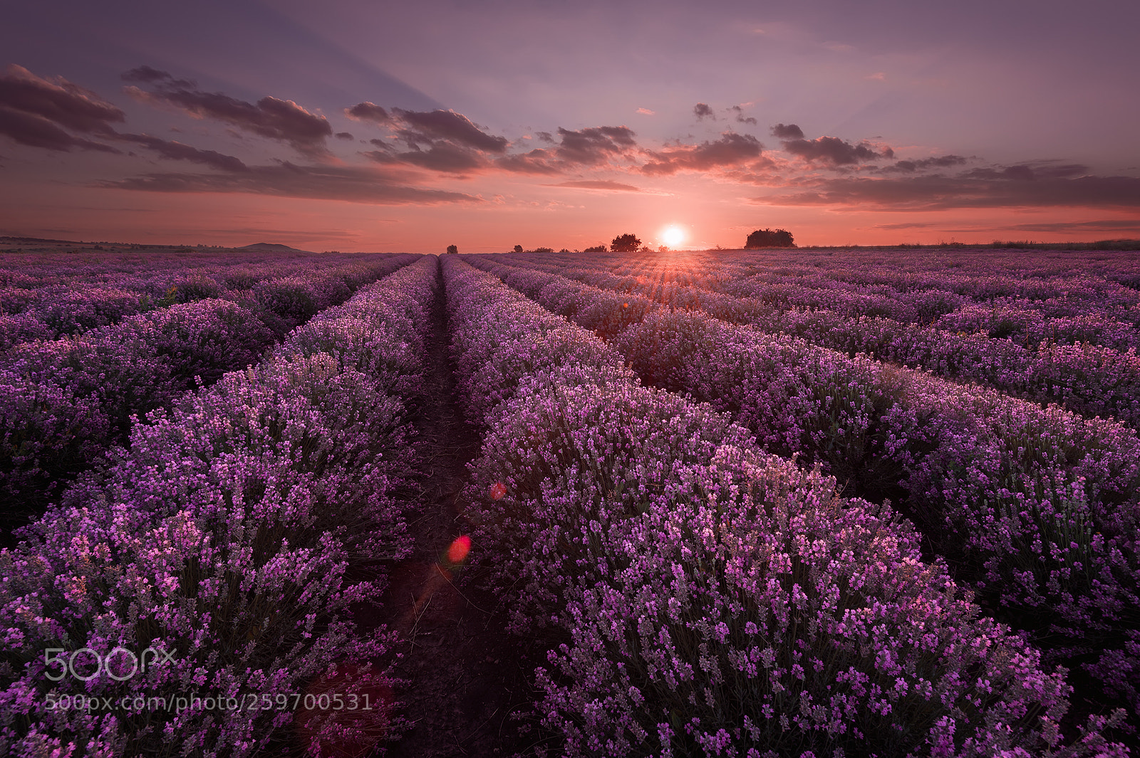 Nikon D750 sample photo. Lavender sunset photography