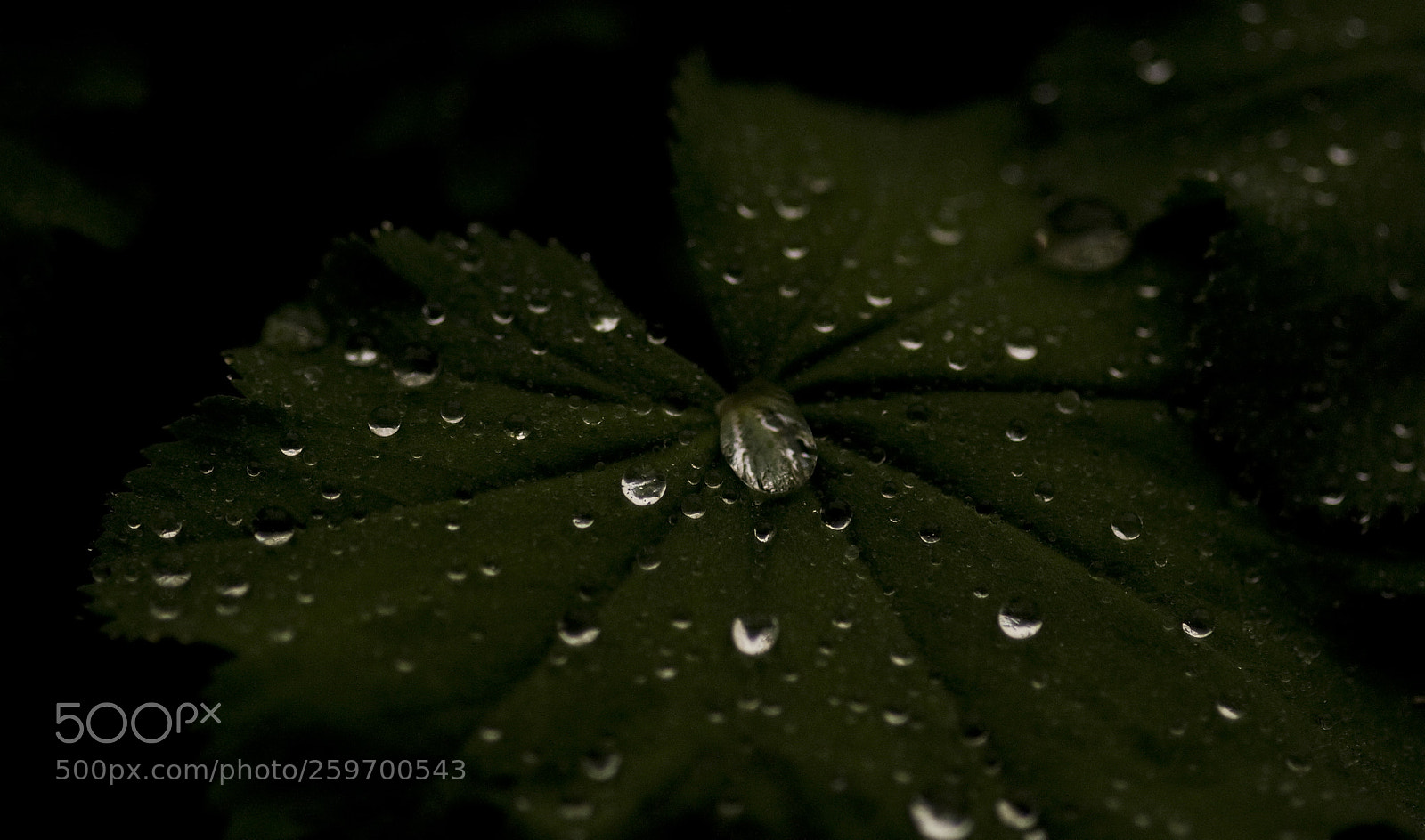 Nikon D300 sample photo. In the dark photography