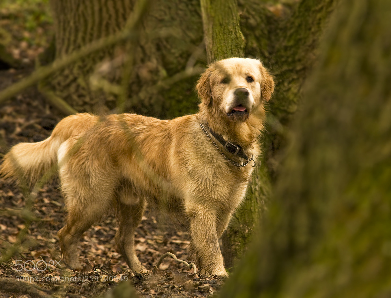 Nikon D300 sample photo. In the woods photography