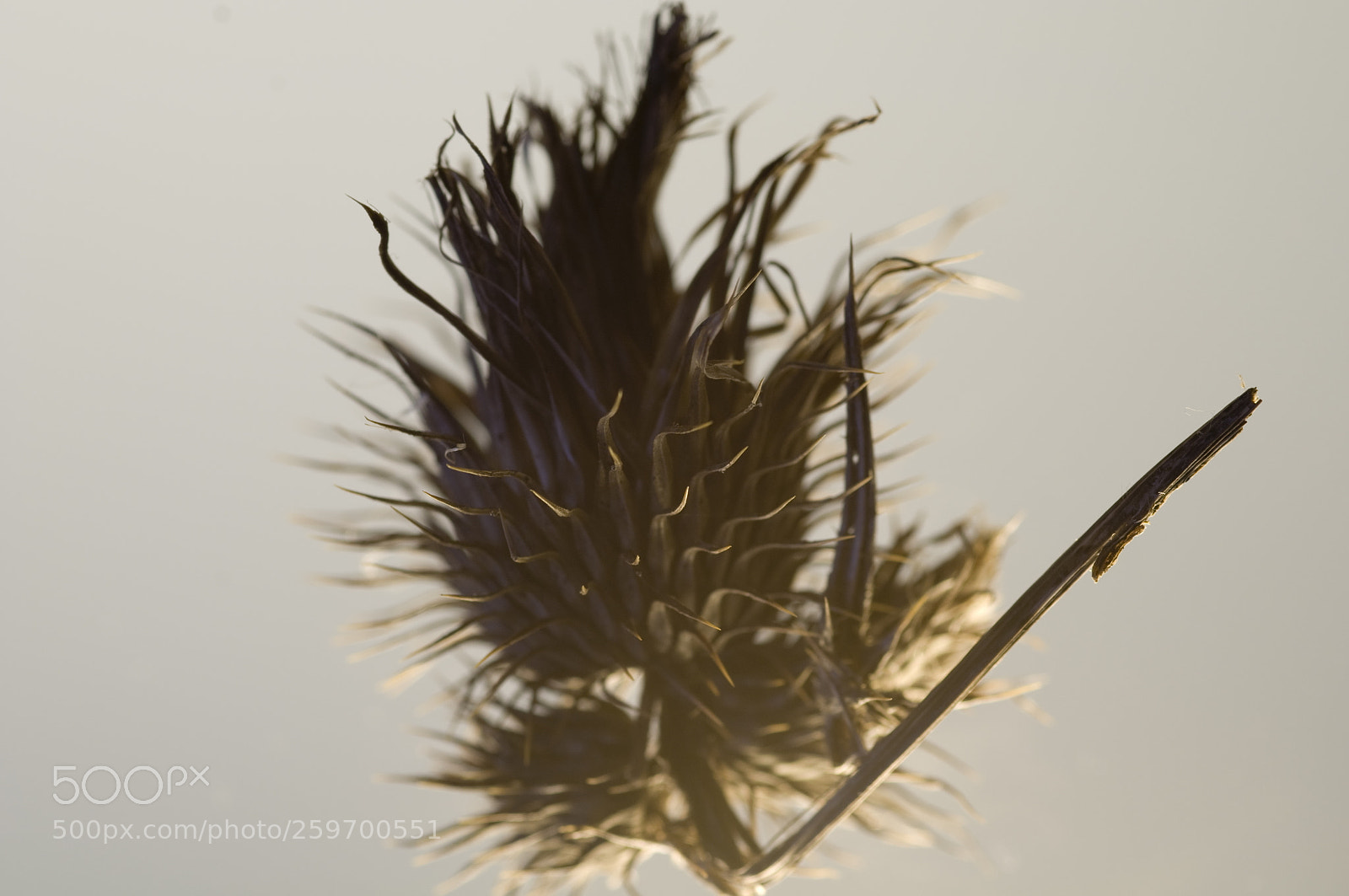 Nikon D300 sample photo. Indoor macro gone wrong photography