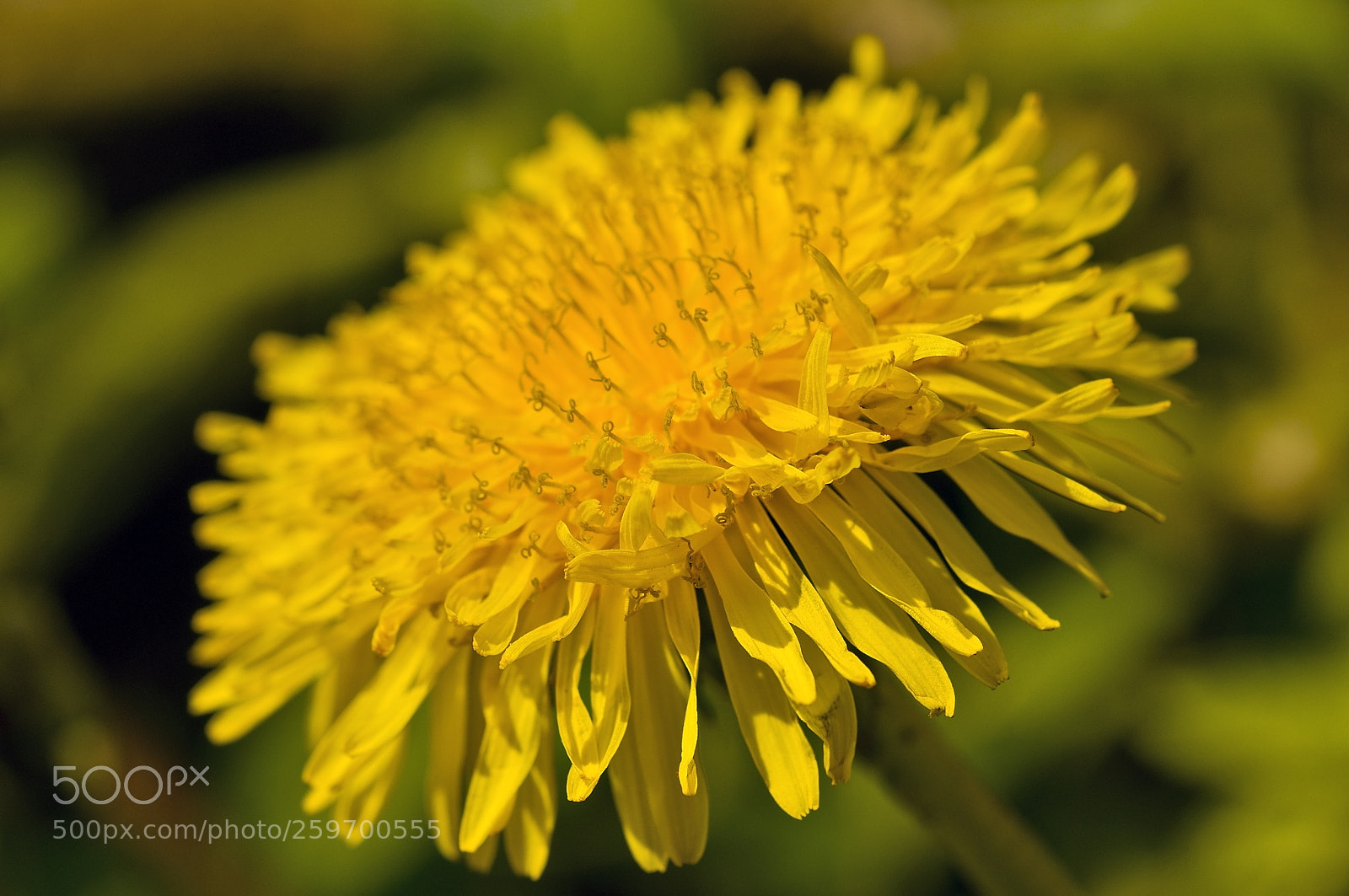 Nikon D300 sample photo. Just a weed photography