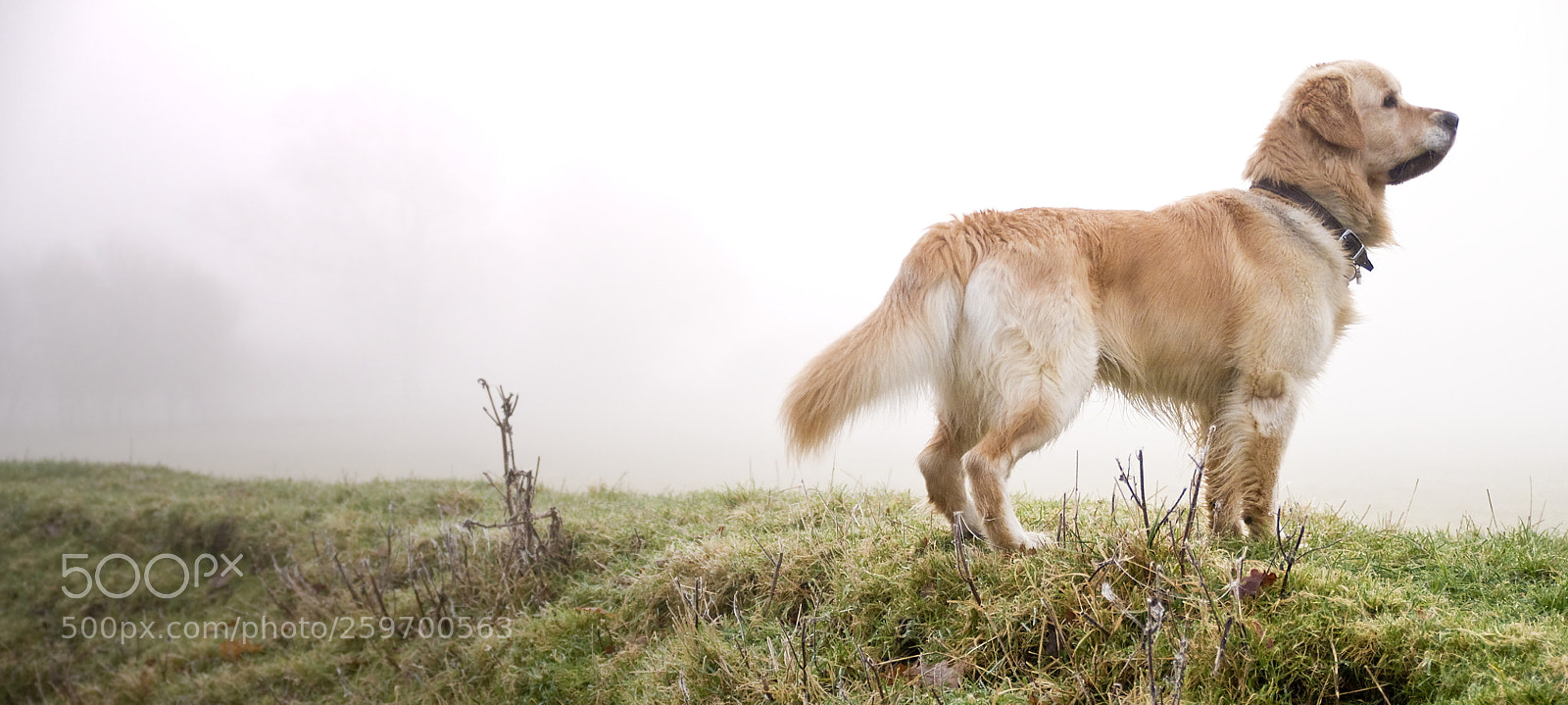 Nikon D300 sample photo. Kaz in fog photography