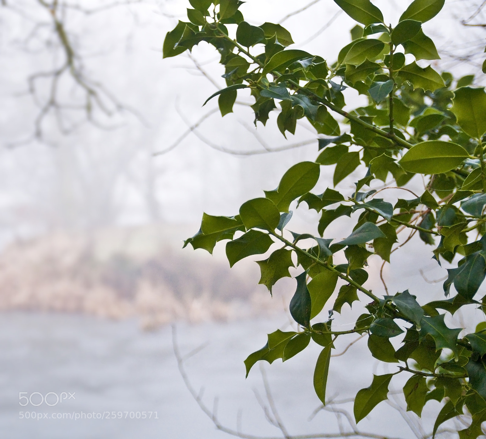 Nikon D300 sample photo. Leaves in the fog photography