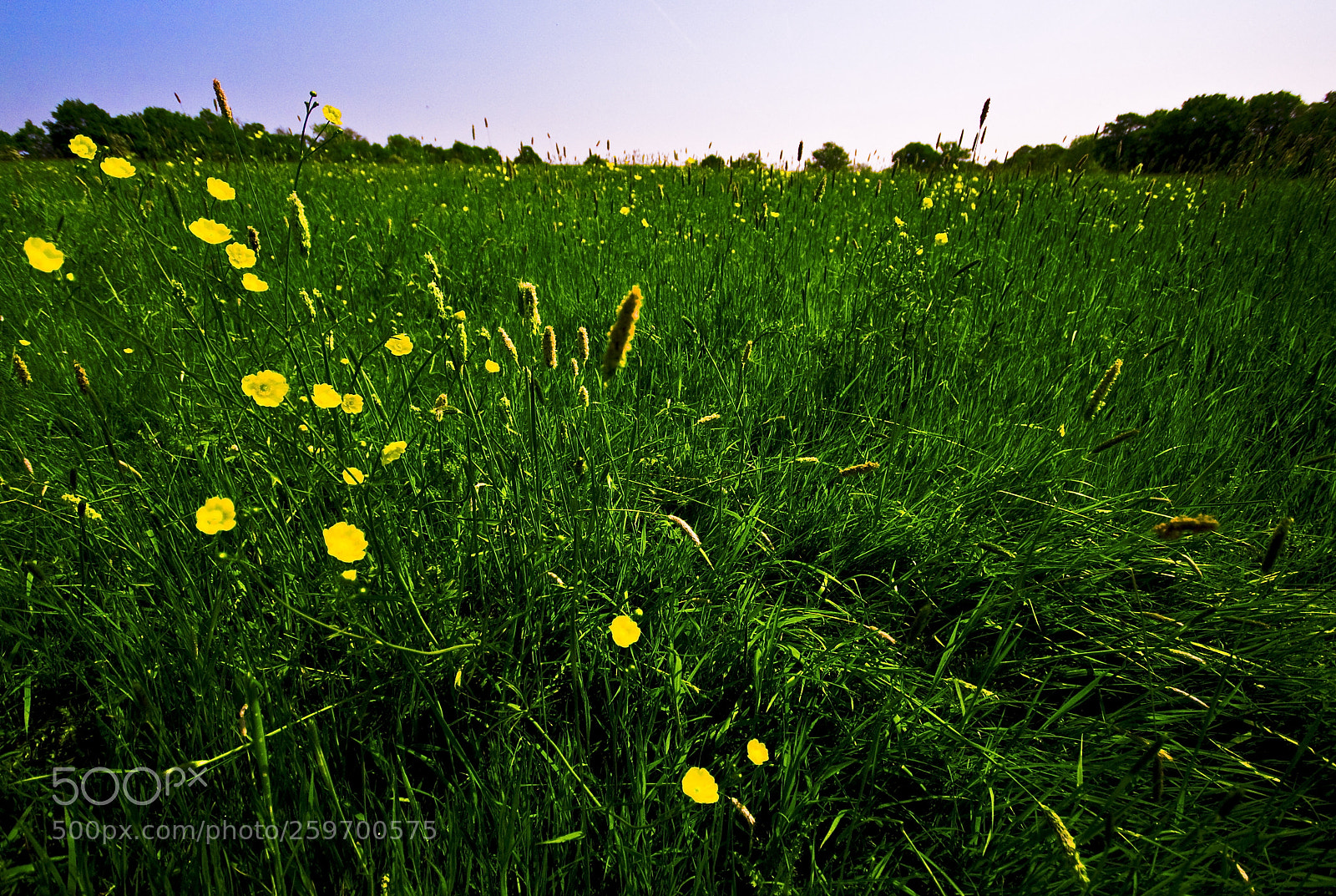 Nikon D300 sample photo. Long grass photography