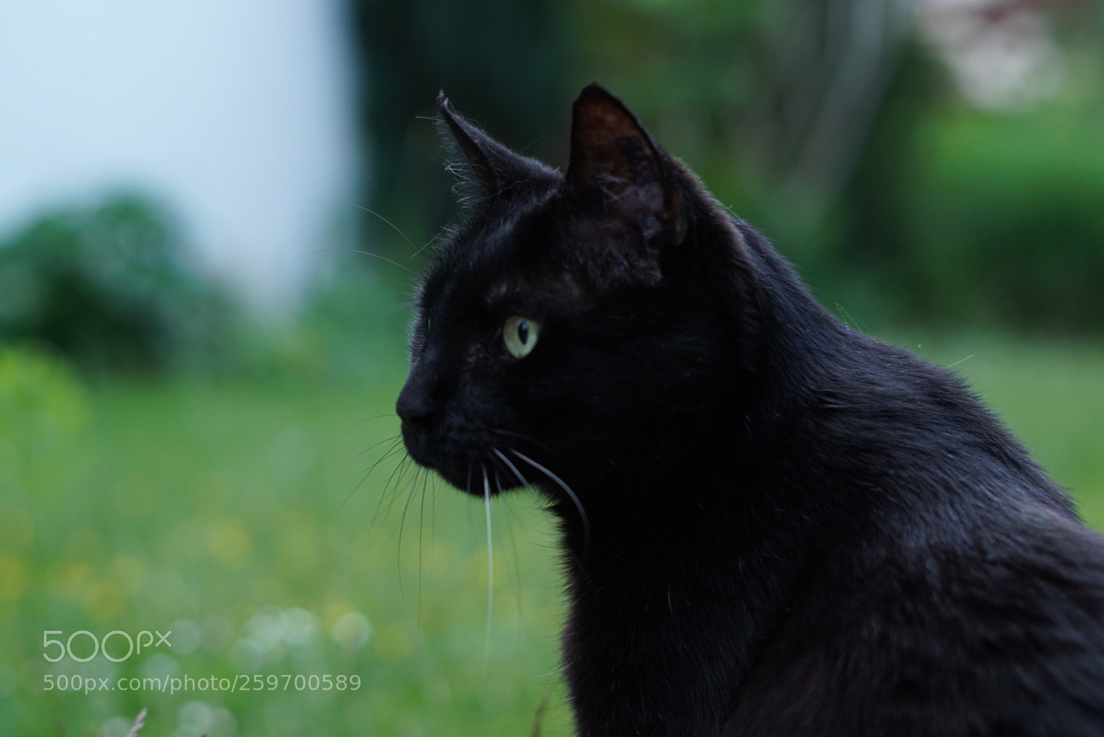 Sony a6000 sample photo. Gerry - the cat photography