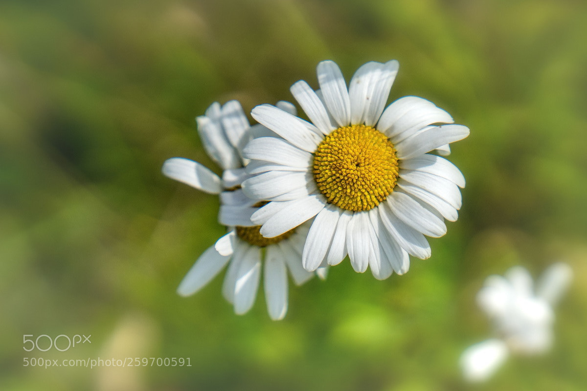 Sony a7 II sample photo. Blümchen am wegesrand photography