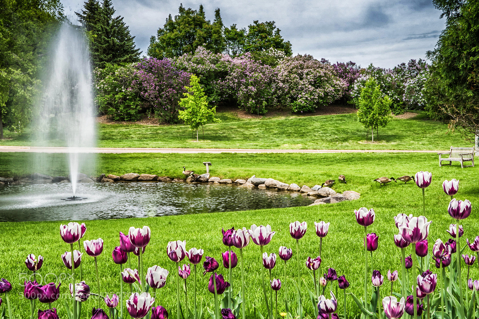 Sony ILCA-77M2 sample photo. Tulips fountain and lilacs photography