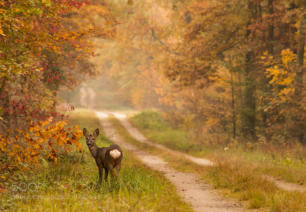 Nikon D3200 sample photo. Roe-deer photography