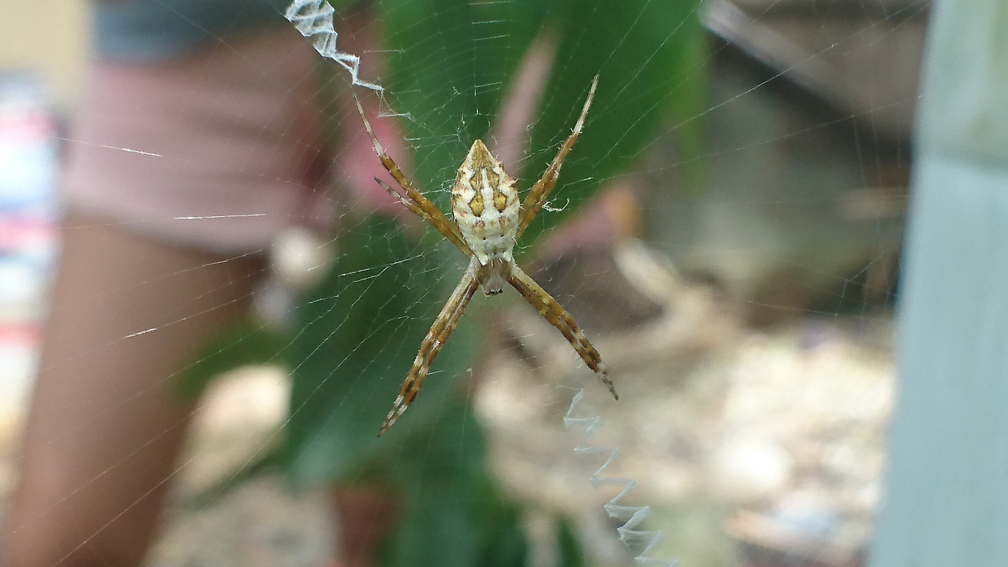 Sony Xperia Z5 sample photo