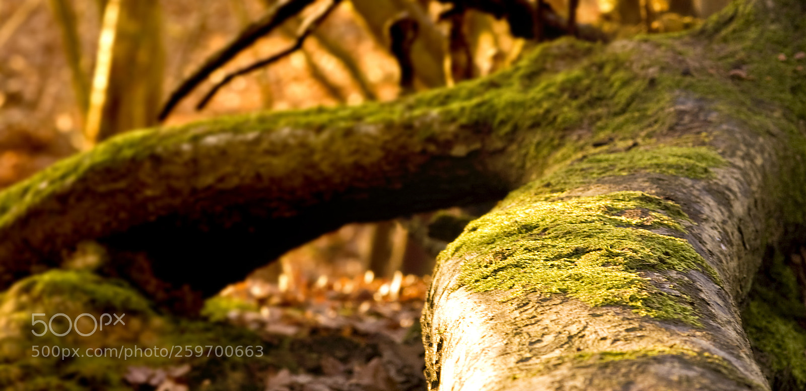 Nikon D50 sample photo. Millennium wood photography