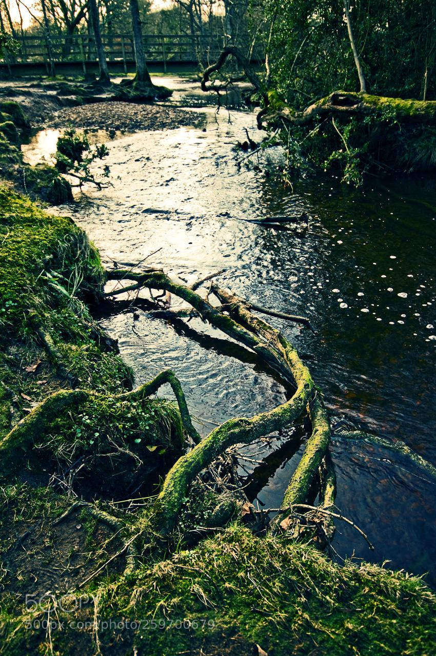 Nikon D300 sample photo. New forest stream photography