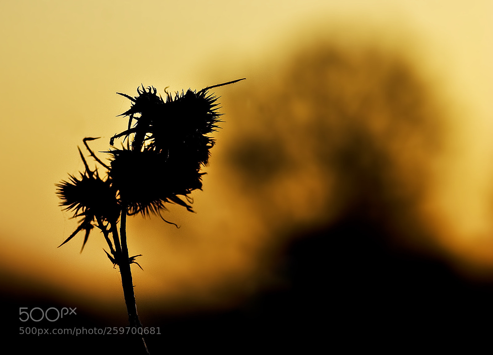 Nikon D50 sample photo. Nature in silhouette photography