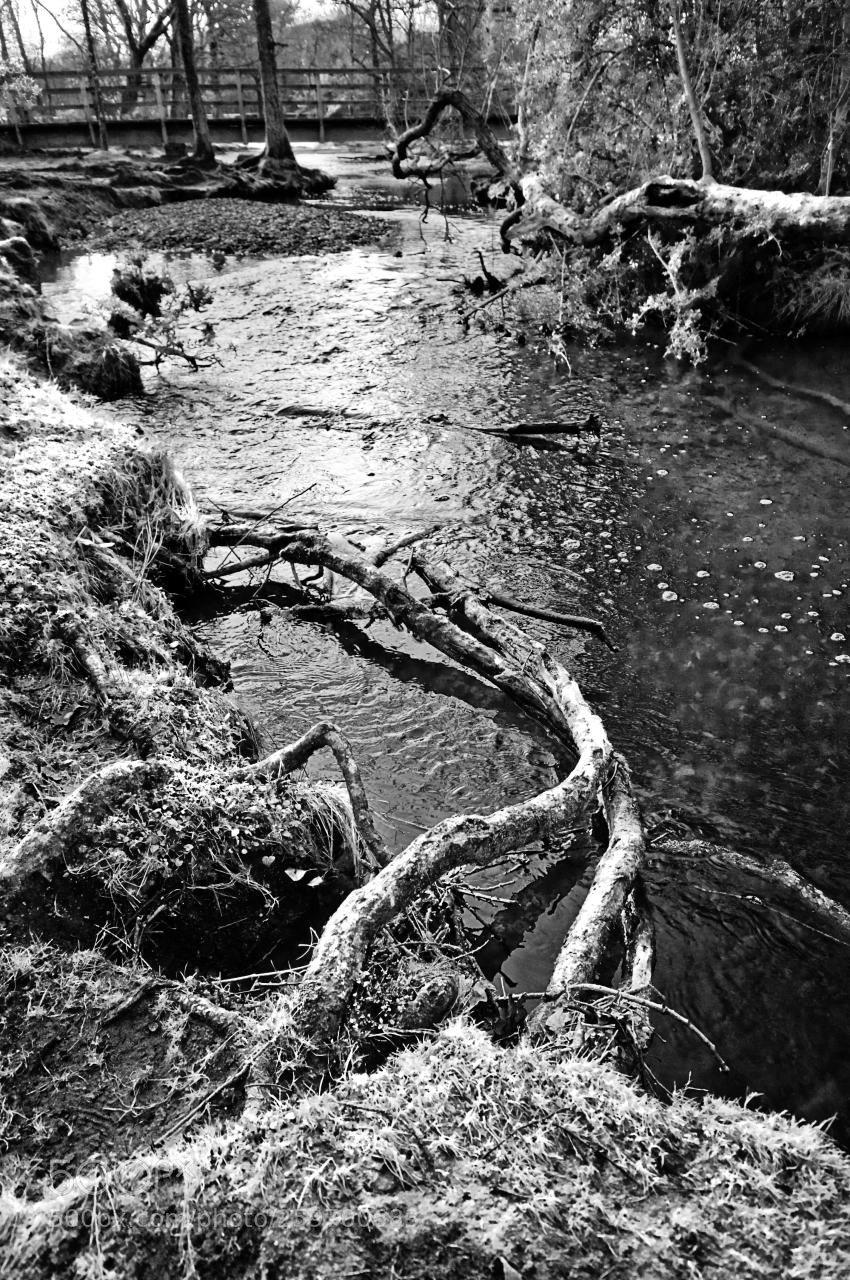 Nikon D300 sample photo. New forest stream b photography