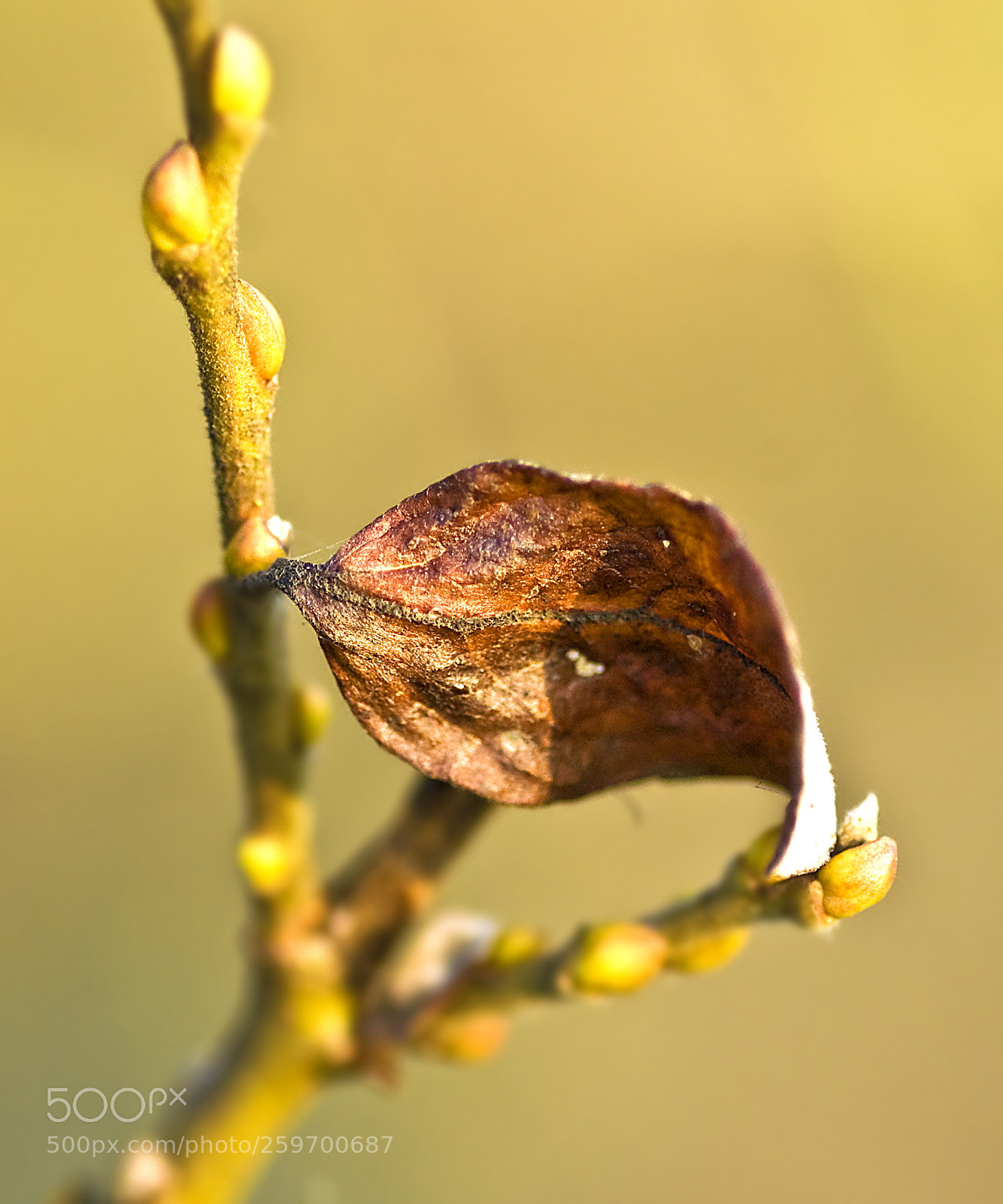 Nikon D50 sample photo. Old leaf photography